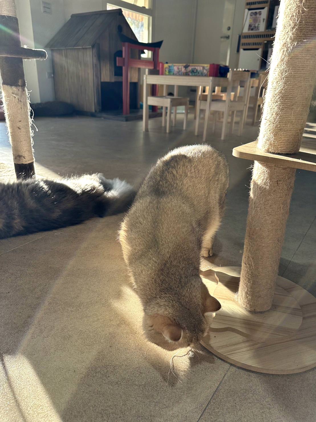 台中市大甲區露營推薦|踏親Touching露營區、寵物親子餐廳|來場說走就走的懶人露營,被貓貓環繞的親子寵物餐廳,近鐵砧山風景區享絕美夜景! - 第32張圖 台中市大甲區露營推薦|踏親Touching露營區、寵物親子餐廳|來場說走就走的懶人露營,被貓貓環繞的親子寵物餐廳,近鐵砧山風景區享絕美夜景!