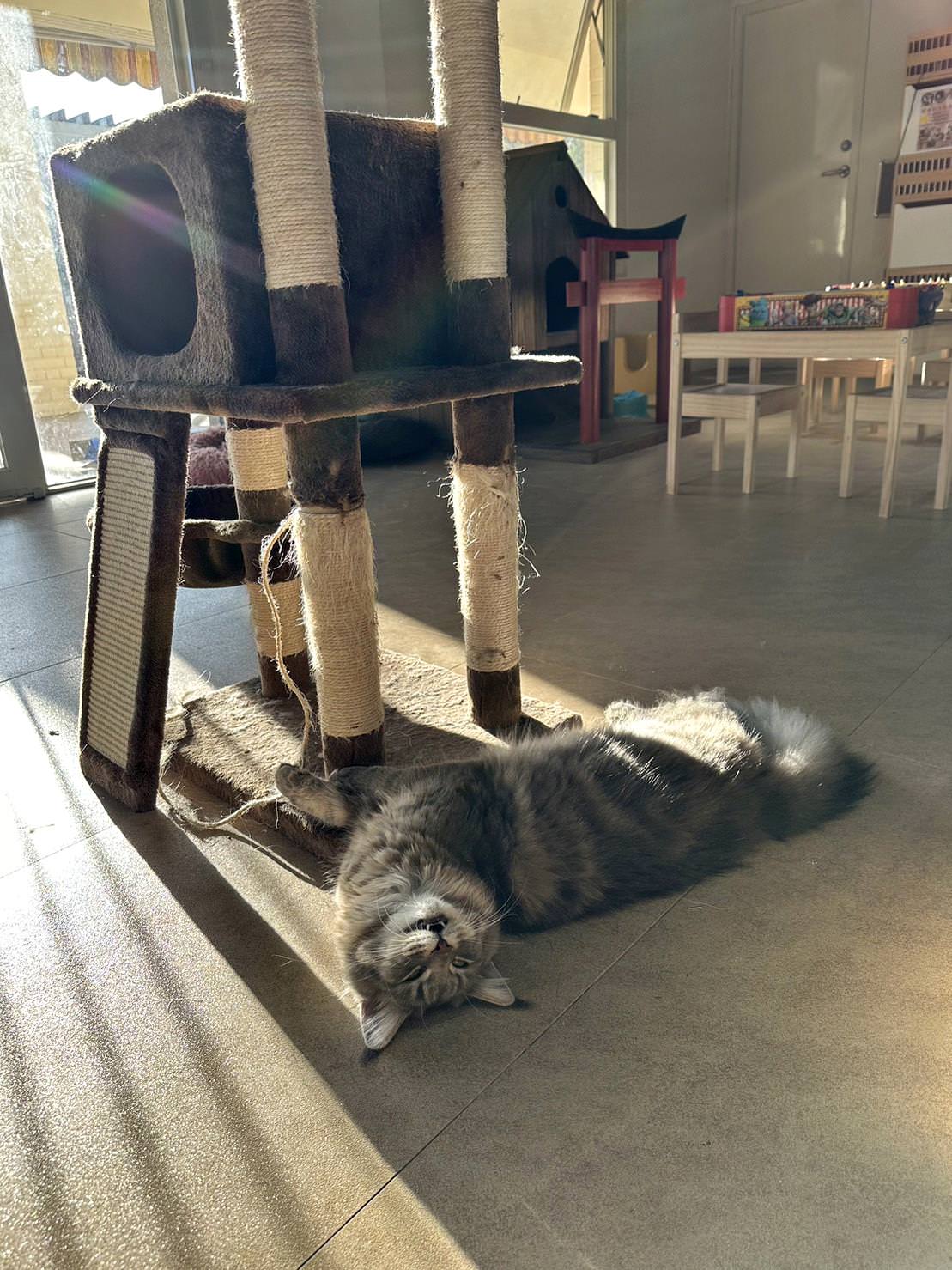 台中市大甲區露營推薦|踏親Touching露營區、寵物親子餐廳|來場說走就走的懶人露營,被貓貓環繞的親子寵物餐廳,近鐵砧山風景區享絕美夜景! - 第33張圖 台中市大甲區露營推薦|踏親Touching露營區、寵物親子餐廳|來場說走就走的懶人露營,被貓貓環繞的親子寵物餐廳,近鐵砧山風景區享絕美夜景!