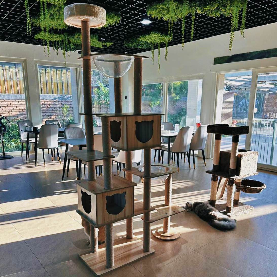 台中市大甲區露營推薦|踏親Touching露營區、寵物親子餐廳|來場說走就走的懶人露營,被貓貓環繞的親子寵物餐廳,近鐵砧山風景區享絕美夜景! - 第30張圖 台中市大甲區露營推薦|踏親Touching露營區、寵物親子餐廳|來場說走就走的懶人露營,被貓貓環繞的親子寵物餐廳,近鐵砧山風景區享絕美夜景!