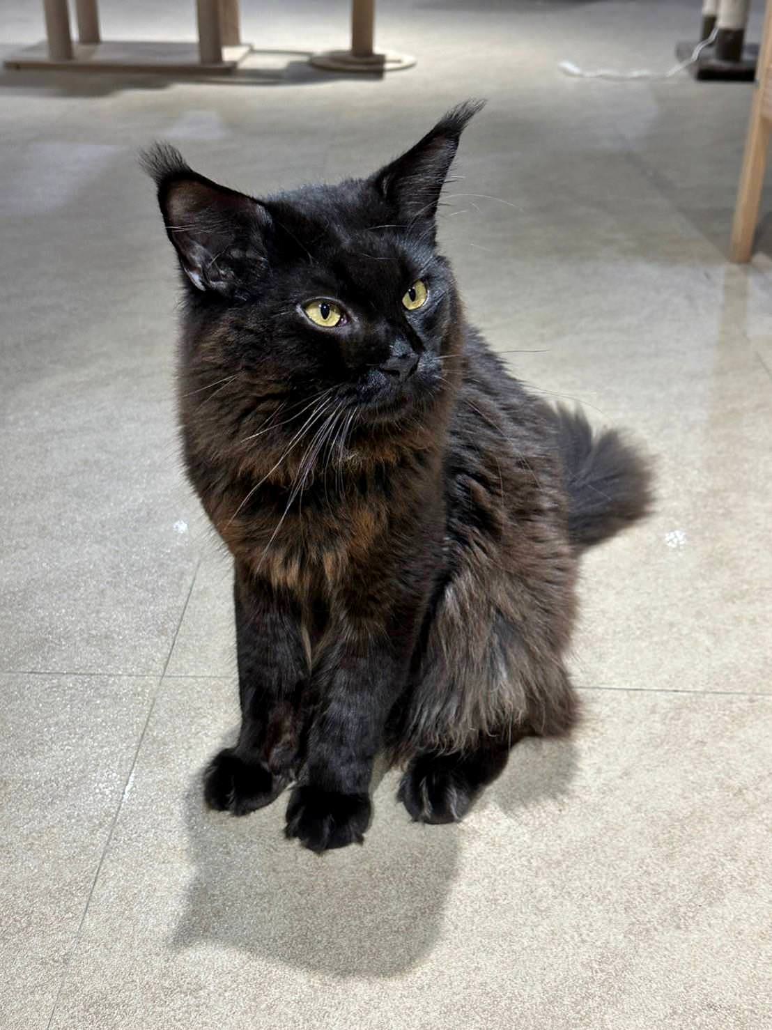 台中市大甲區露營推薦|踏親Touching露營區、寵物親子餐廳|來場說走就走的懶人露營,被貓貓環繞的親子寵物餐廳,近鐵砧山風景區享絕美夜景! - 第53張圖 台中市大甲區露營推薦|踏親Touching露營區、寵物親子餐廳|來場說走就走的懶人露營,被貓貓環繞的親子寵物餐廳,近鐵砧山風景區享絕美夜景!