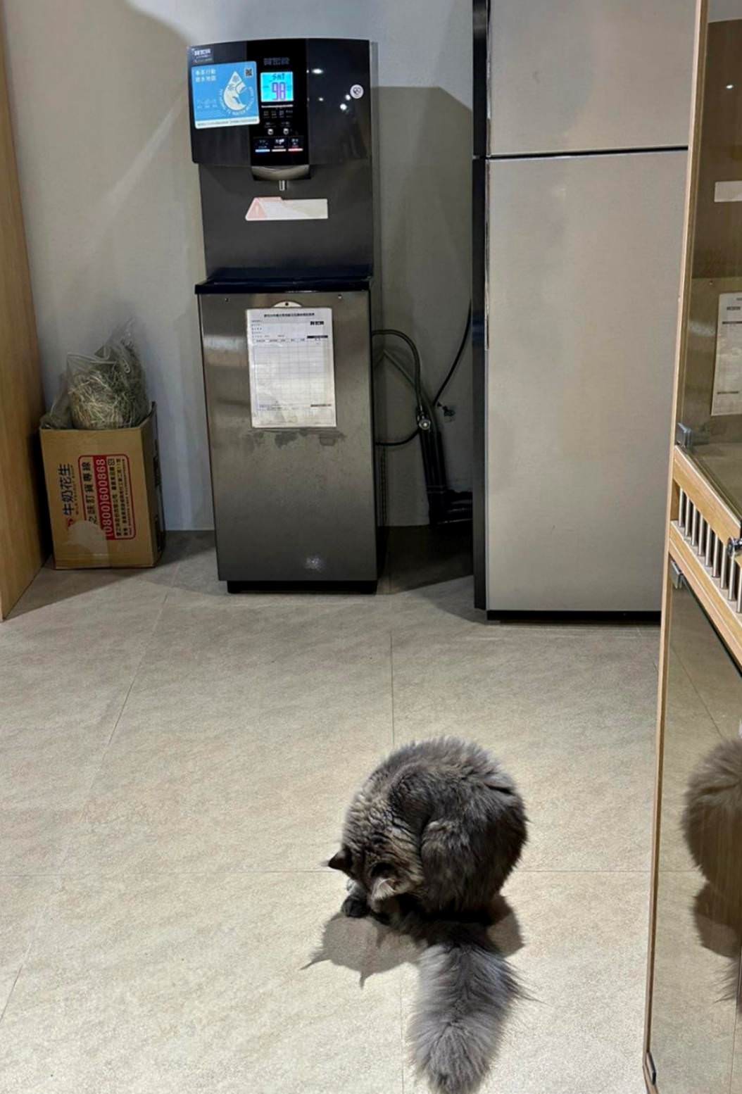 台中市大甲區露營推薦|踏親Touching露營區、寵物親子餐廳|來場說走就走的懶人露營,被貓貓環繞的親子寵物餐廳,近鐵砧山風景區享絕美夜景! - 第35張圖 台中市大甲區露營推薦|踏親Touching露營區、寵物親子餐廳|來場說走就走的懶人露營,被貓貓環繞的親子寵物餐廳,近鐵砧山風景區享絕美夜景!