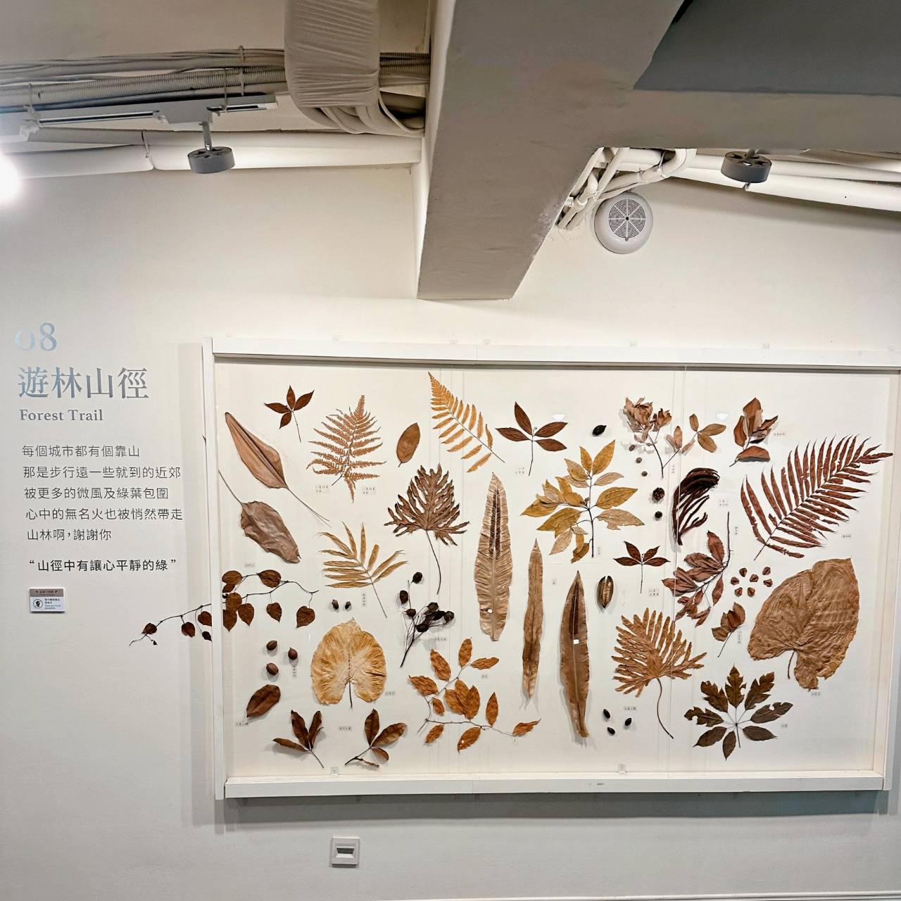 台中西屯區住宿推薦｜台中逢甲住宿．葉綠宿旅館Green Hotel｜二訪入住精緻雙人客房，有對外窗採光充足，公共空間綠意共鳴，距離逢甲夜市步行不到5分鐘，吃喝玩樂生活機能方便之逢甲葉綠宿旅館入住心得分享！