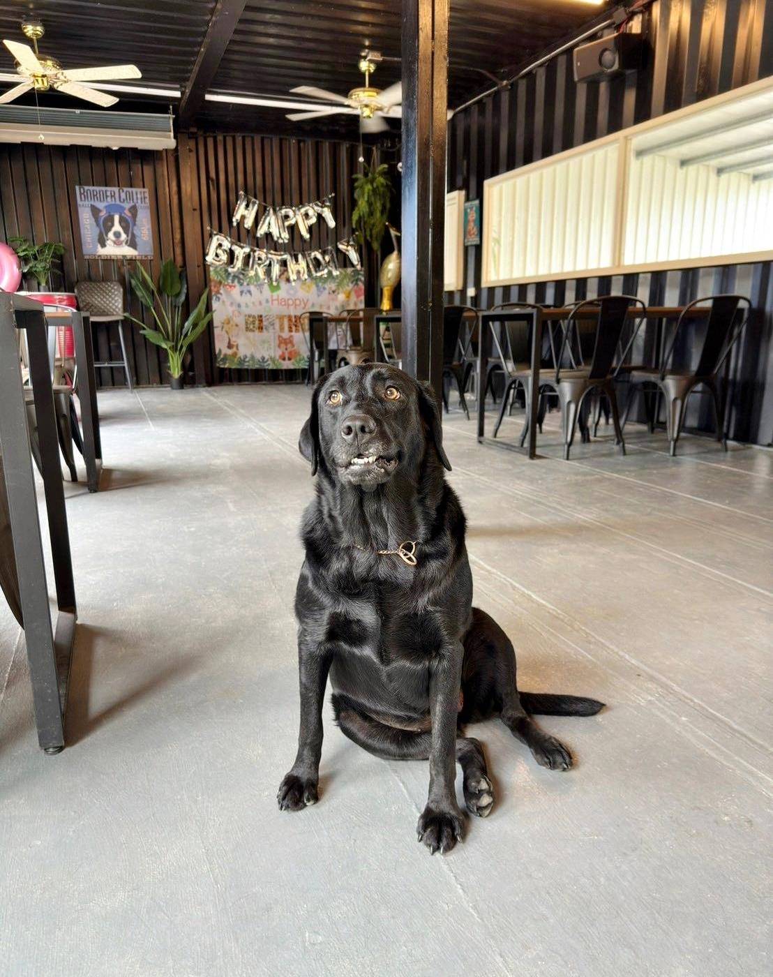 台中寵物聚會包場推薦｜台中市南屯區動物空間Animal Space寵物友善餐廳｜毛孩專屬戲水泳池、大片草皮開心奔跑、精緻美味輕食餐點，帶著毛小孩一起來玩樂！