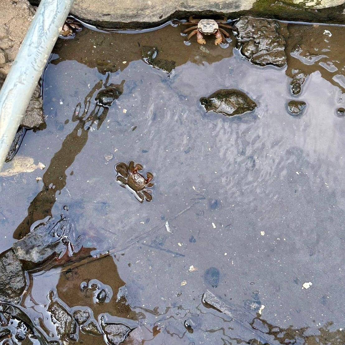 台中清水區住宿推薦|高美燈塔園區|全台唯一可泊宿燈塔園區民宿,登塔可眺望高美濕地全景之高美燈塔園區入住心得分享! - 第85張圖 台中清水區住宿推薦|高美燈塔園區|全台唯一可泊宿燈塔園區民宿,登塔可眺望高美濕地全景之高美燈塔園區入住心得分享!