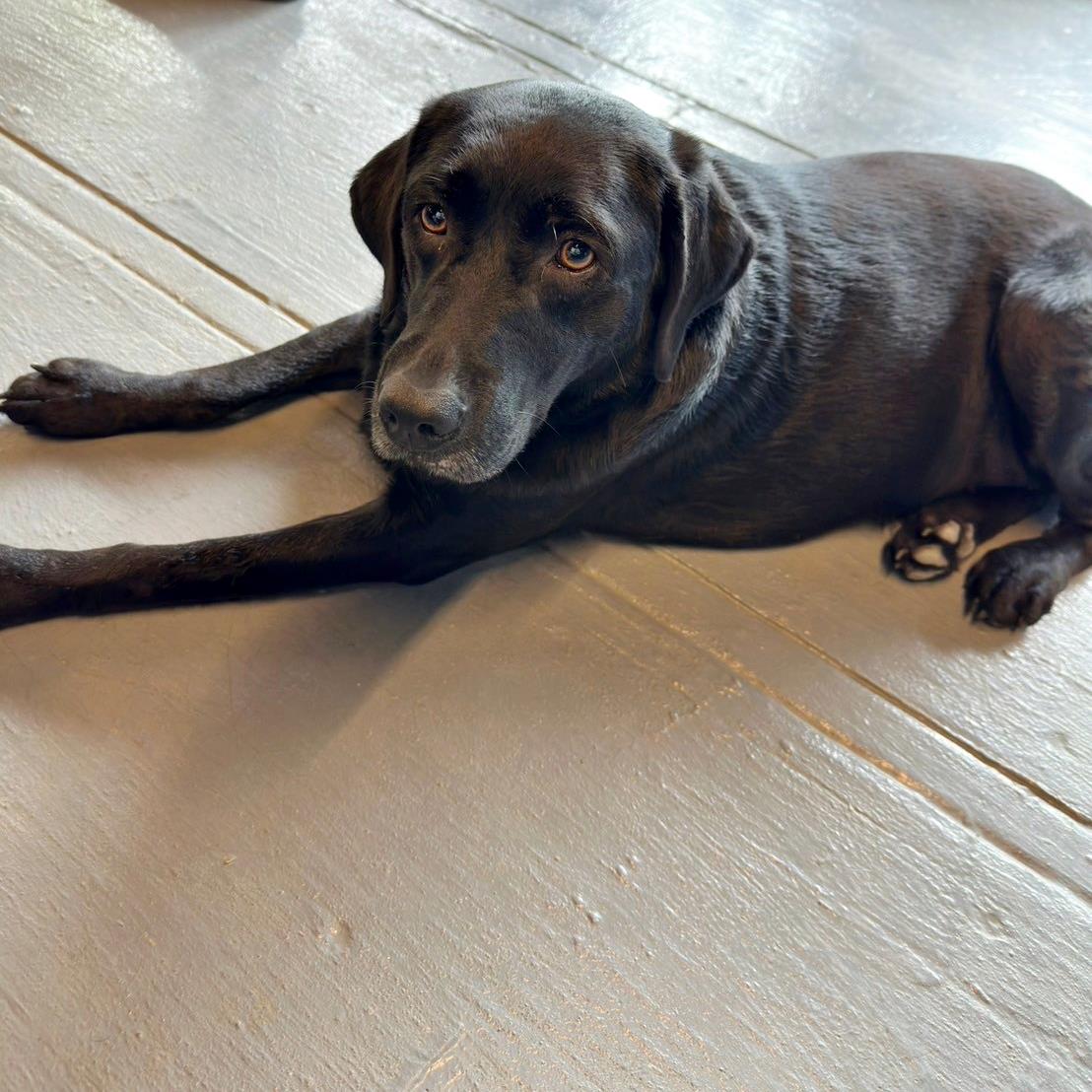 台中寵物聚會包場推薦｜台中市南屯區動物空間Animal Space寵物友善餐廳｜毛孩專屬戲水泳池、大片草皮開心奔跑、精緻美味輕食餐點，帶著毛小孩一起來玩樂！