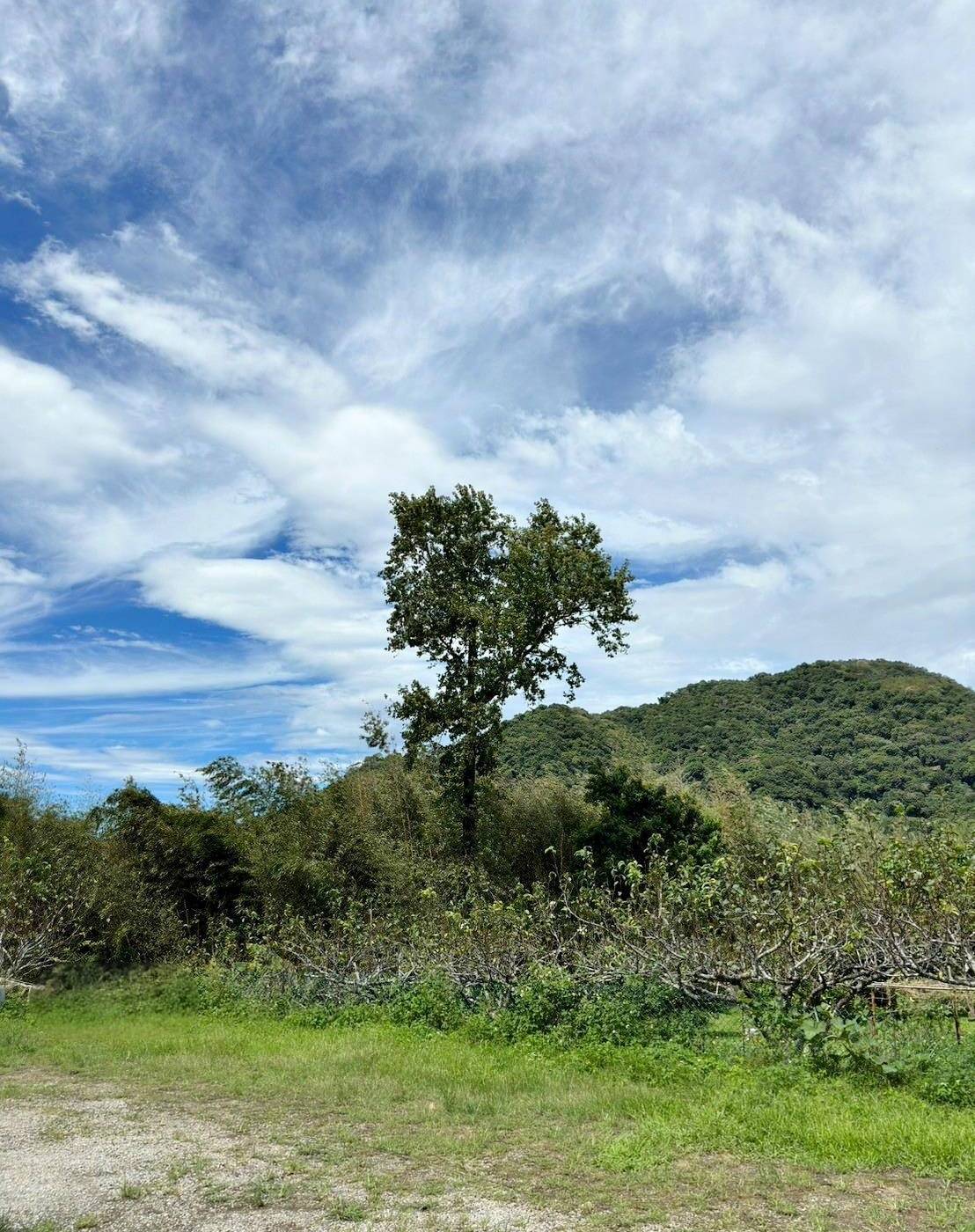 桃園市復興區露營推薦｜溪口台露營渡假園區｜夜宿諾美締露營車，兩側環山風景秀麗，適合各齡層之懶人露營入住心得分享！