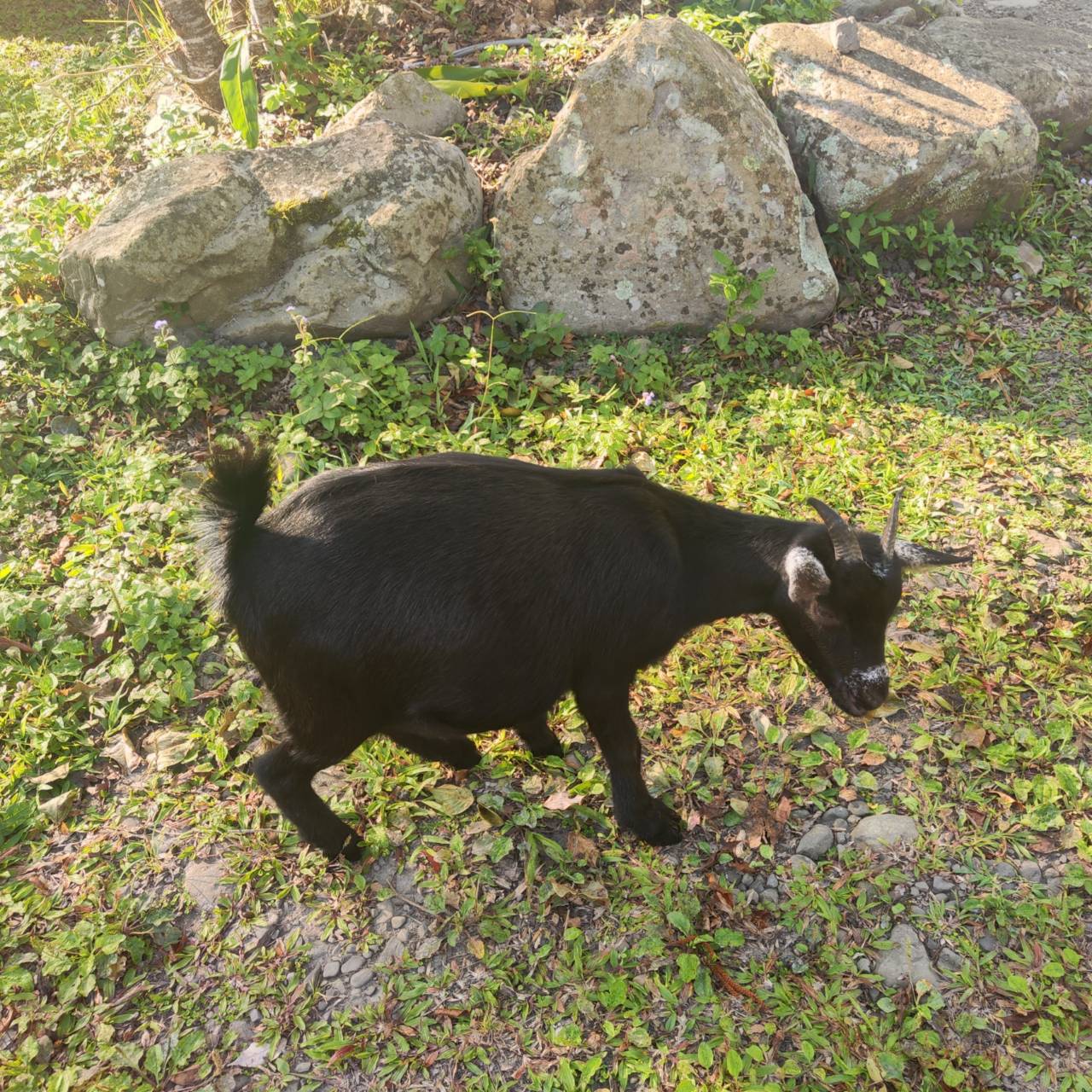 新竹縣尖石鄉露營推薦｜瀾音悠悠 Lanvillage｜夜宿尊爵太空艙，綠蔭扶疏風景宜人，適合各年齡層之懶人露營入住心得分享！