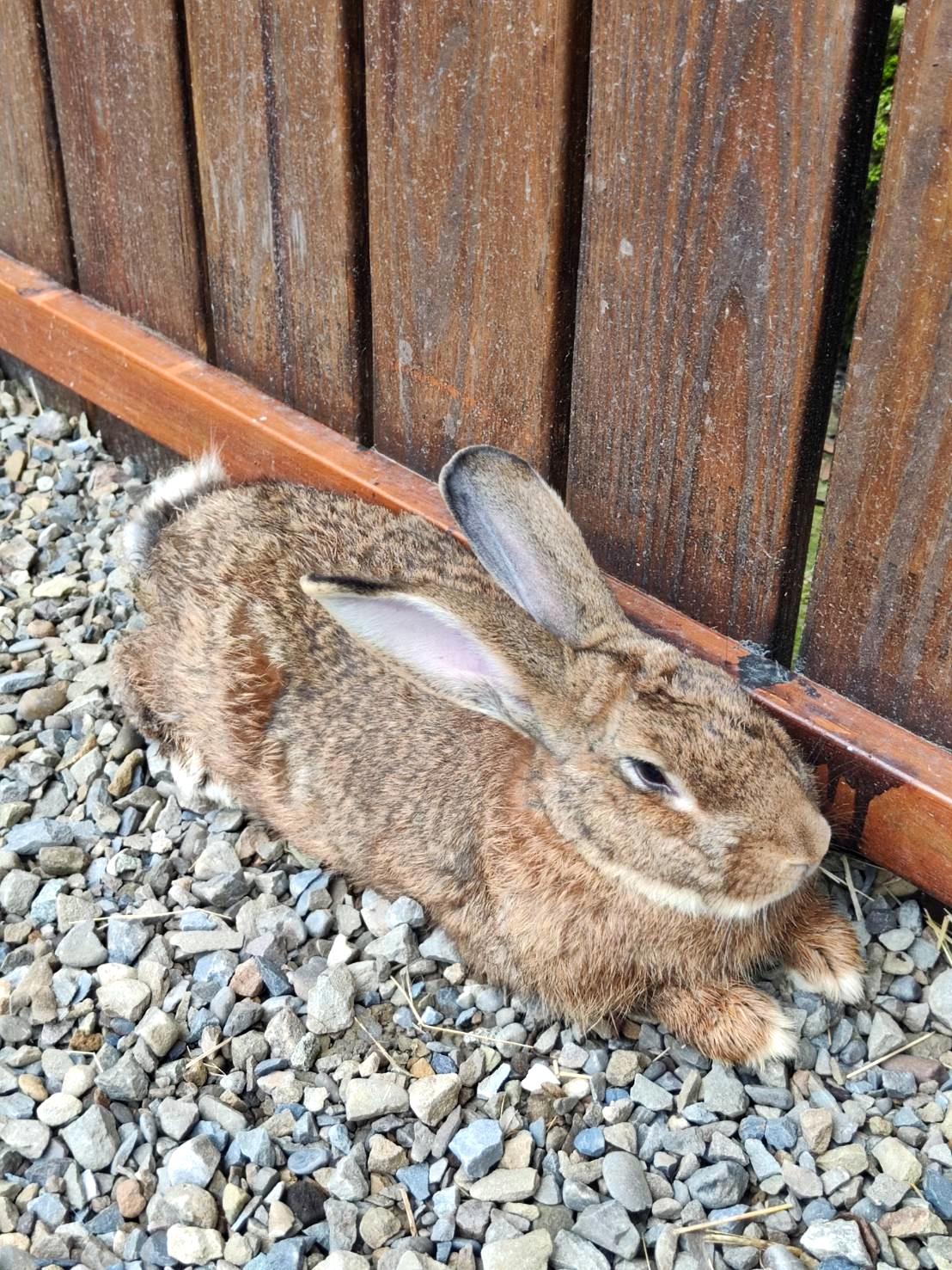 新竹縣尖石鄉溫泉會館推薦｜新月塢溫泉會館｜夜湯含早餐點心吧、可愛動物餵食體驗、附停車位，林木環繞泡湯放鬆，夜湯房型一次滿足！