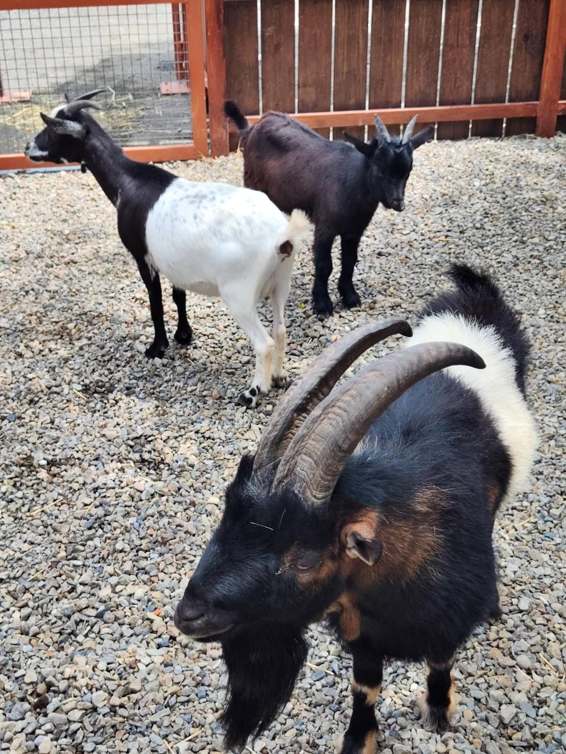 新竹縣尖石鄉溫泉會館推薦｜新月塢溫泉會館｜夜湯含早餐點心吧、可愛動物餵食體驗、附停車位，林木環繞泡湯放鬆，夜湯房型一次滿足！