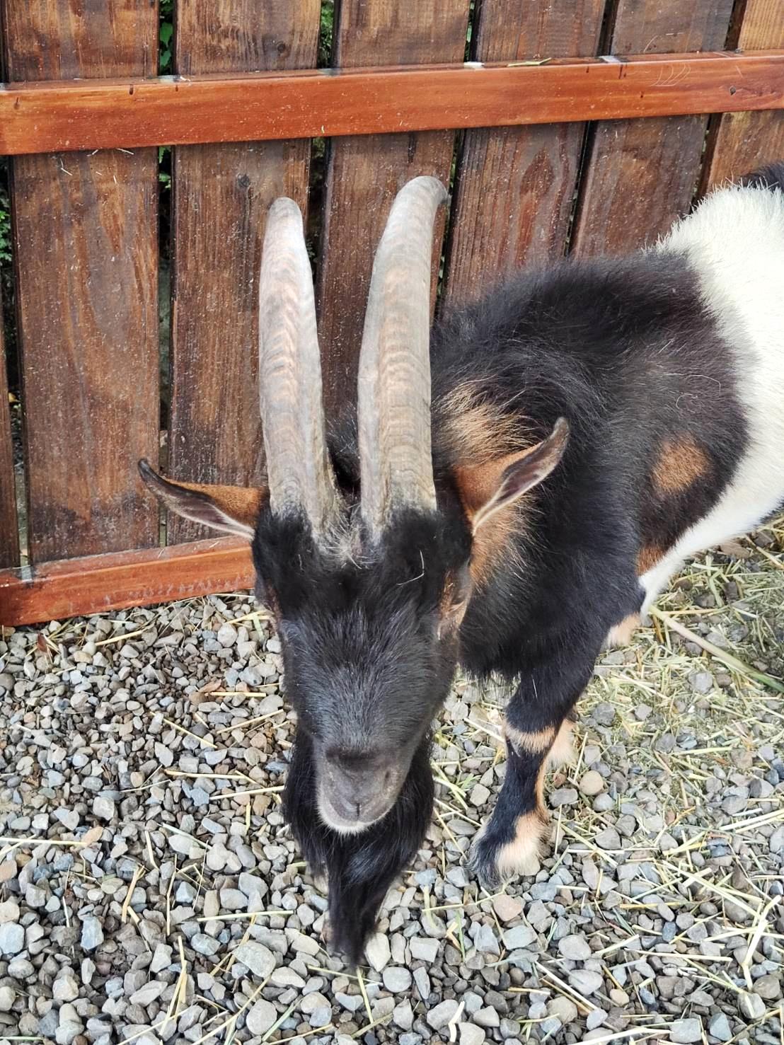 新竹縣尖石鄉溫泉會館推薦｜新月塢溫泉會館｜夜湯含早餐點心吧、可愛動物餵食體驗、附停車位，林木環繞泡湯放鬆，夜湯房型一次滿足！