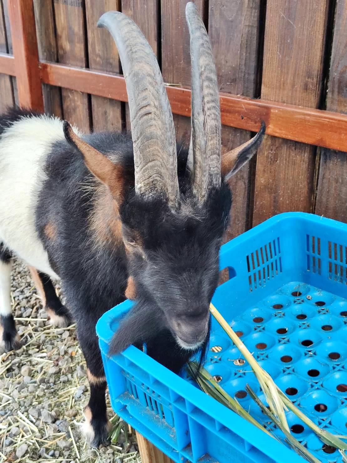 新竹縣尖石鄉溫泉會館推薦｜新月塢溫泉會館｜夜湯含早餐點心吧、可愛動物餵食體驗、附停車位，林木環繞泡湯放鬆，夜湯房型一次滿足！