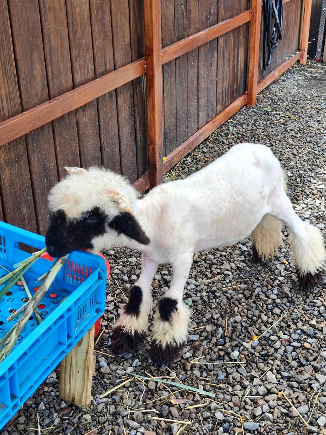 新竹縣尖石鄉溫泉會館推薦｜新月塢溫泉會館｜夜湯含早餐點心吧、可愛動物餵食體驗、附停車位，林木環繞泡湯放鬆，夜湯房型一次滿足！
