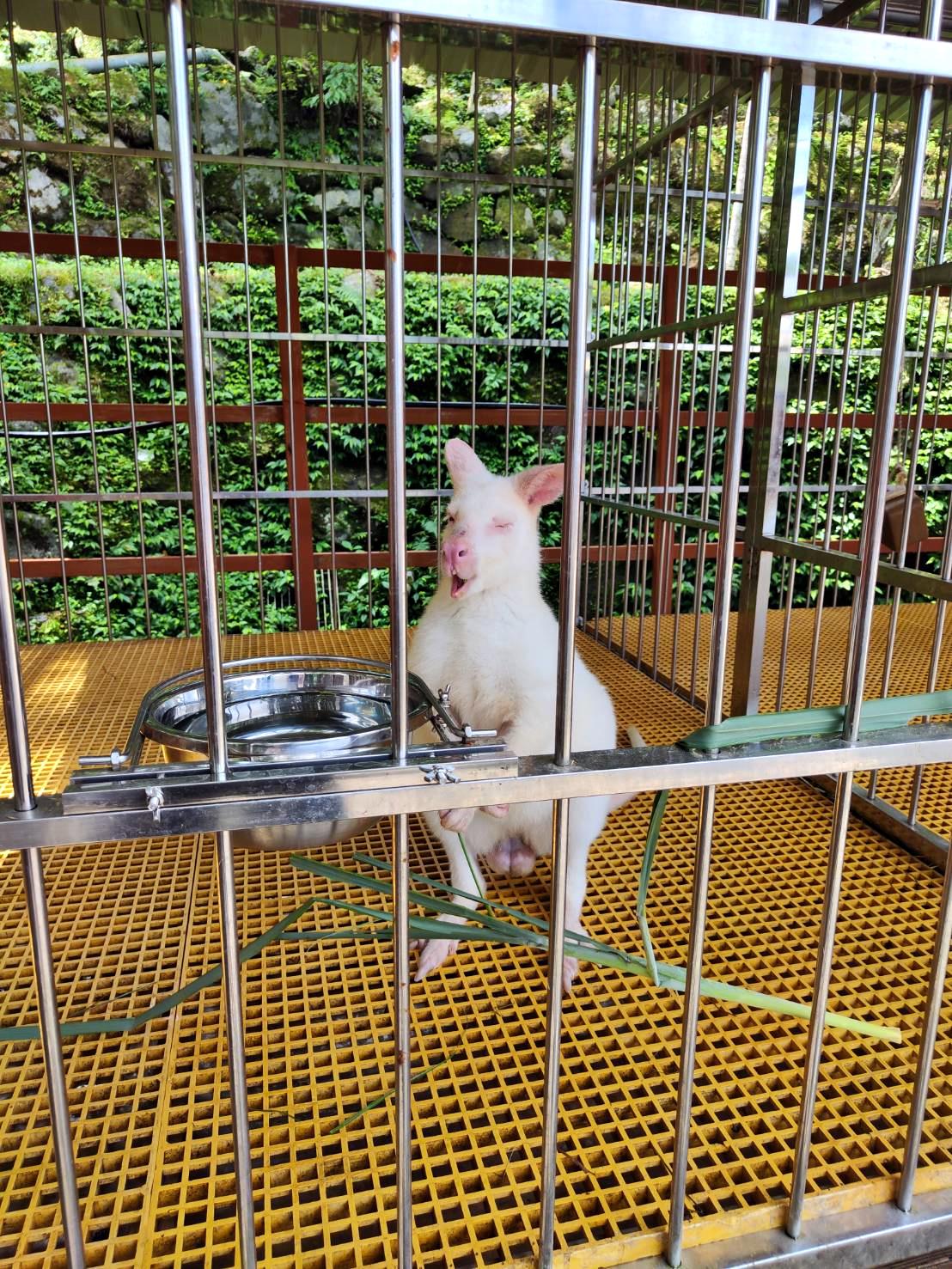 新竹縣尖石鄉溫泉會館推薦｜新月塢溫泉會館｜夜湯含早餐點心吧、可愛動物餵食體驗、附停車位，林木環繞泡湯放鬆，夜湯房型一次滿足！