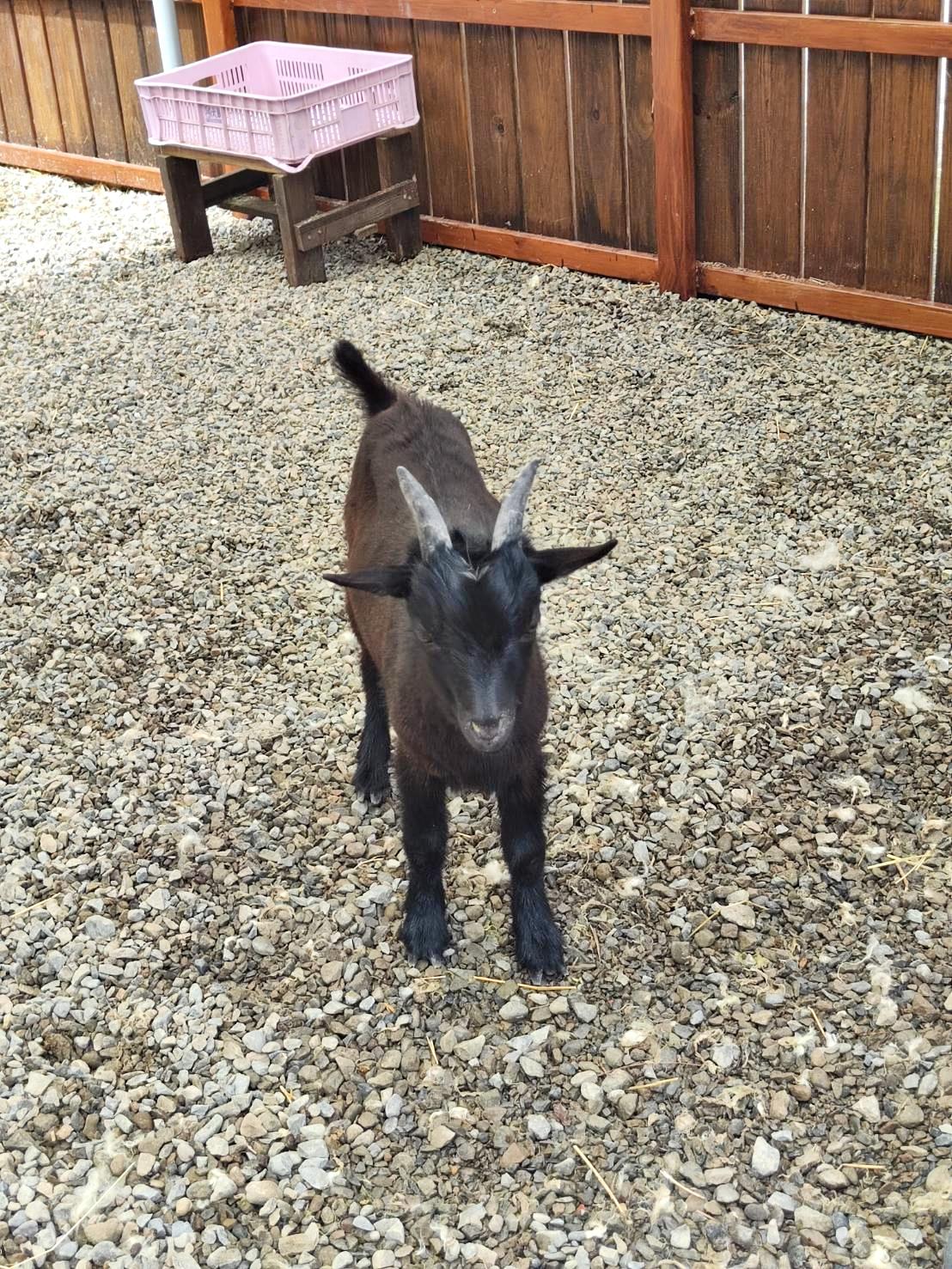 新竹縣尖石鄉溫泉會館推薦｜新月塢溫泉會館｜夜湯含早餐點心吧、可愛動物餵食體驗、附停車位，林木環繞泡湯放鬆，夜湯房型一次滿足！