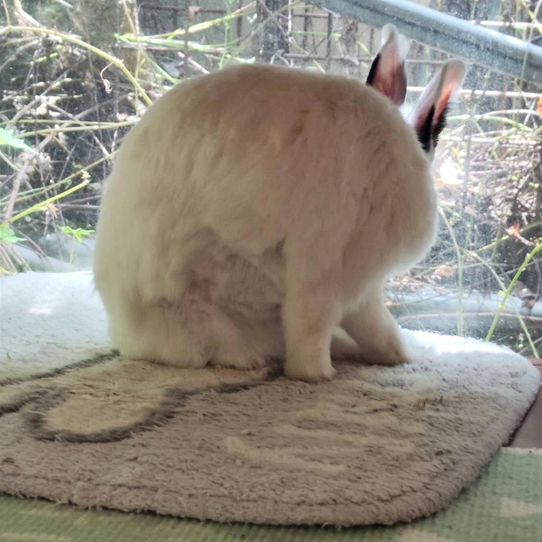 台中異國料理推薦｜台中市北屯區綠萼159 地中海南法料理｜全台唯一兔奴俱樂部，寵物友善餐廳，主打地中海南法料理，創意味蕾饗宴一吃就上癮！