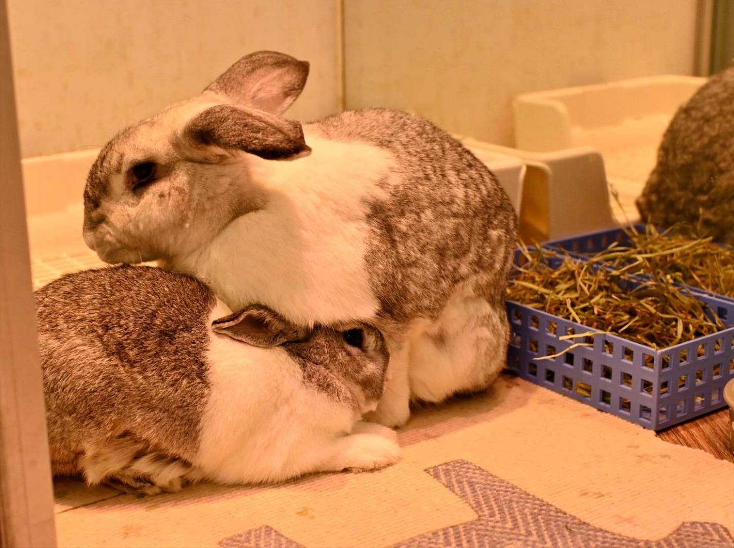 台中異國料理推薦｜台中市北屯區綠萼159 地中海南法料理｜全台唯一兔奴俱樂部，寵物友善餐廳，主打地中海南法料理，創意味蕾饗宴一吃就上癮！