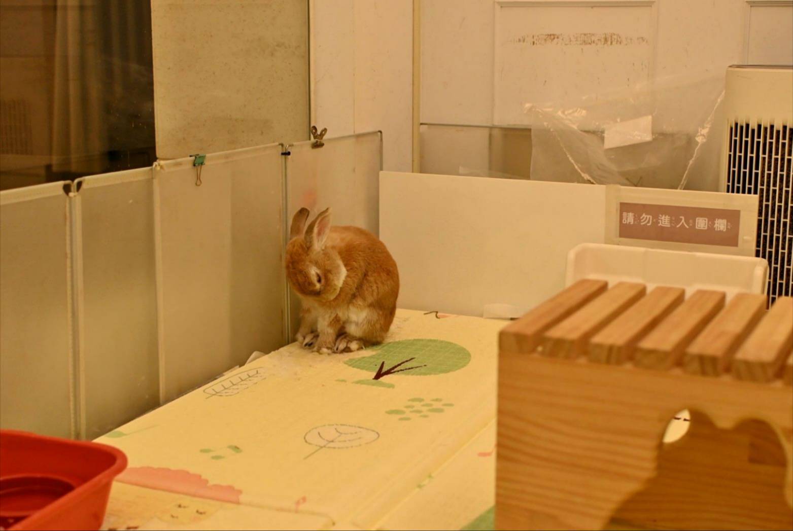 台中異國料理推薦｜台中市北屯區綠萼159 地中海南法料理｜全台唯一兔奴俱樂部，寵物友善餐廳，主打地中海南法料理，創意味蕾饗宴一吃就上癮！