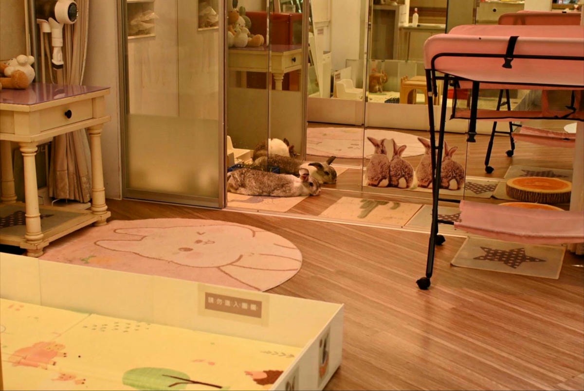 台中異國料理推薦｜台中市北屯區綠萼159 地中海南法料理｜全台唯一兔奴俱樂部，寵物友善餐廳，主打地中海南法料理，創意味蕾饗宴一吃就上癮！