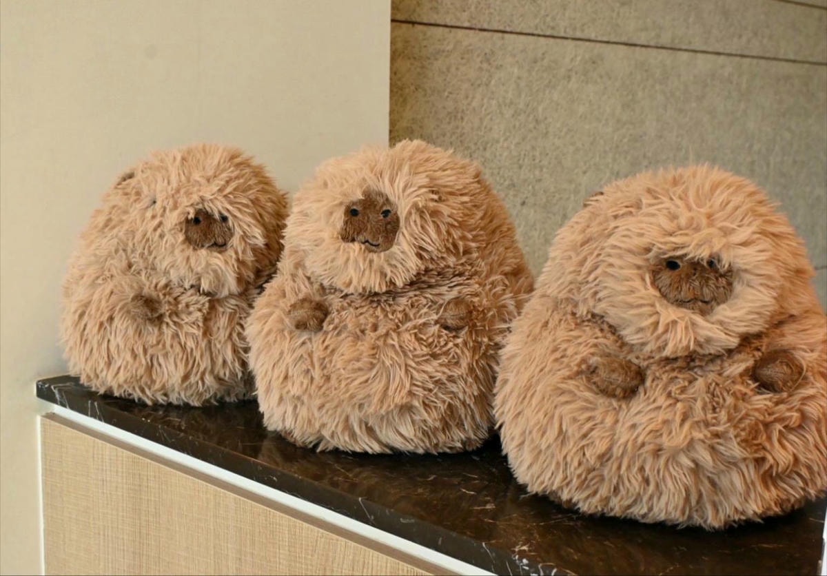 新竹縣尖石鄉溫泉會館推薦｜新月塢溫泉會館｜夜湯含早餐點心吧、可愛動物餵食體驗、附停車位，林木環繞泡湯放鬆，夜湯房型一次滿足！