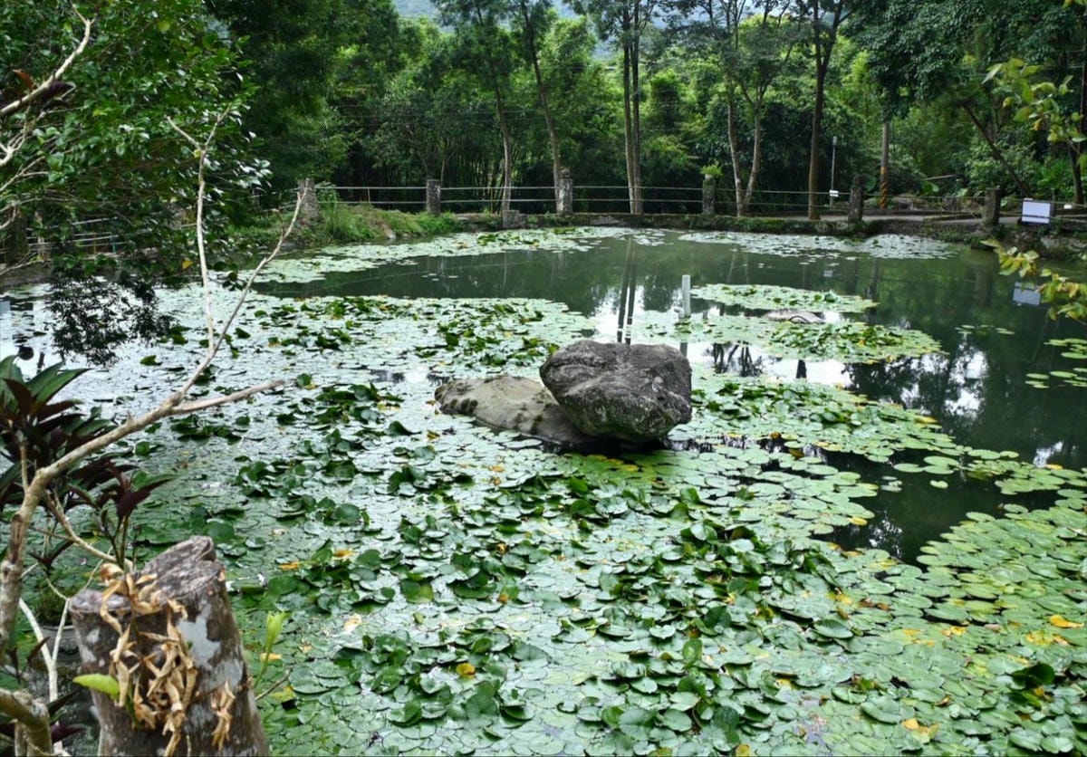 新竹縣尖石鄉溫泉會館推薦｜新月塢溫泉會館｜夜湯含早餐點心吧、可愛動物餵食體驗、附停車位，林木環繞泡湯放鬆，夜湯房型一次滿足！