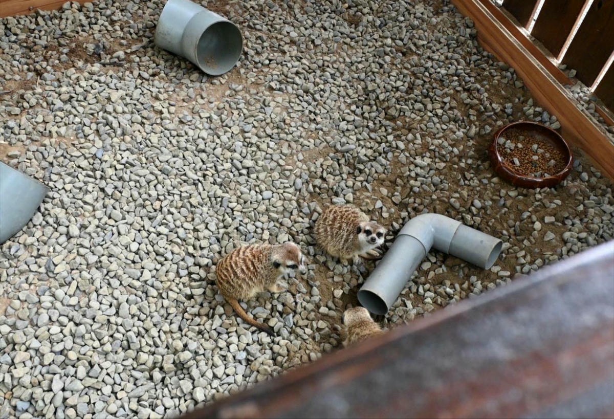 新竹縣尖石鄉溫泉會館推薦｜新月塢溫泉會館｜夜湯含早餐點心吧、可愛動物餵食體驗、附停車位，林木環繞泡湯放鬆，夜湯房型一次滿足！