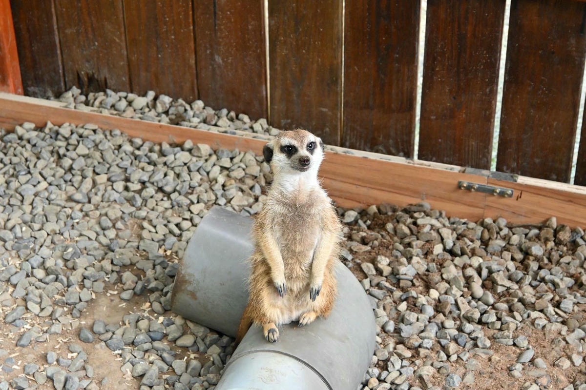 新竹縣尖石鄉溫泉會館推薦｜新月塢溫泉會館｜夜湯含早餐點心吧、可愛動物餵食體驗、附停車位，林木環繞泡湯放鬆，夜湯房型一次滿足！