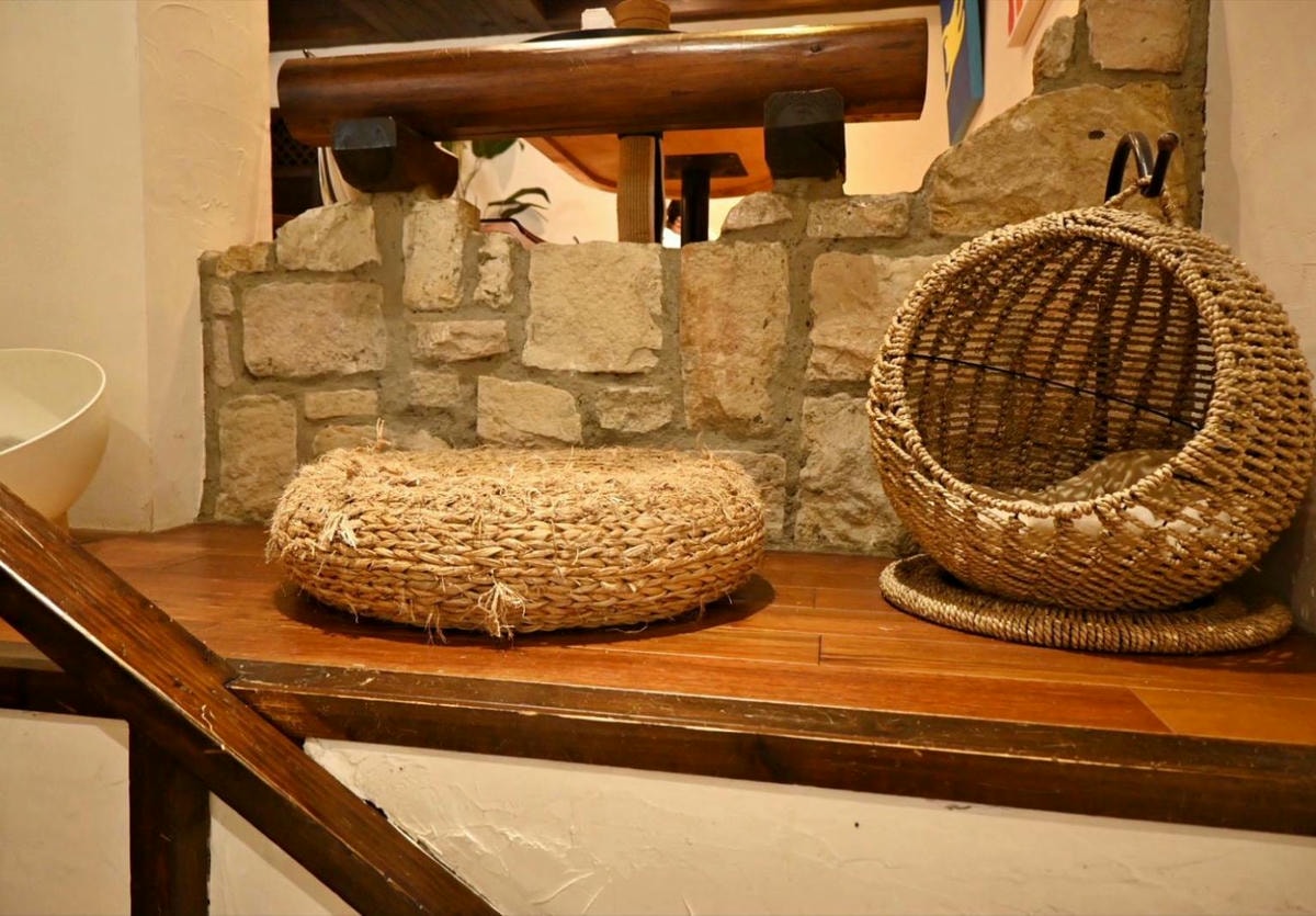 新竹咖啡廳推薦｜新竹市北區招財咖啡｜每日限量人氣餐點與手作甜點，水豚君與多隻貓咪陪伴，貓咪控必訪，甜點控一吃就愛上！