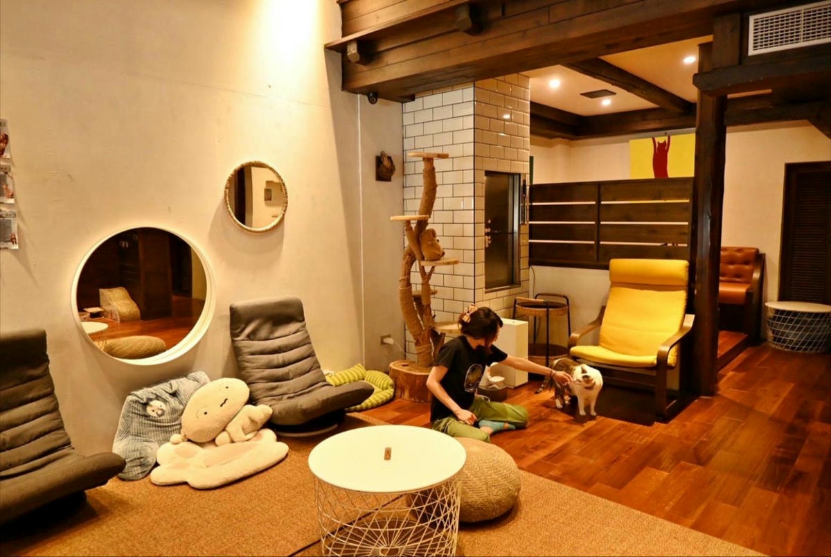 新竹咖啡廳推薦｜新竹市北區招財咖啡｜每日限量人氣餐點與手作甜點，水豚君與多隻貓咪陪伴，貓咪控必訪，甜點控一吃就愛上！