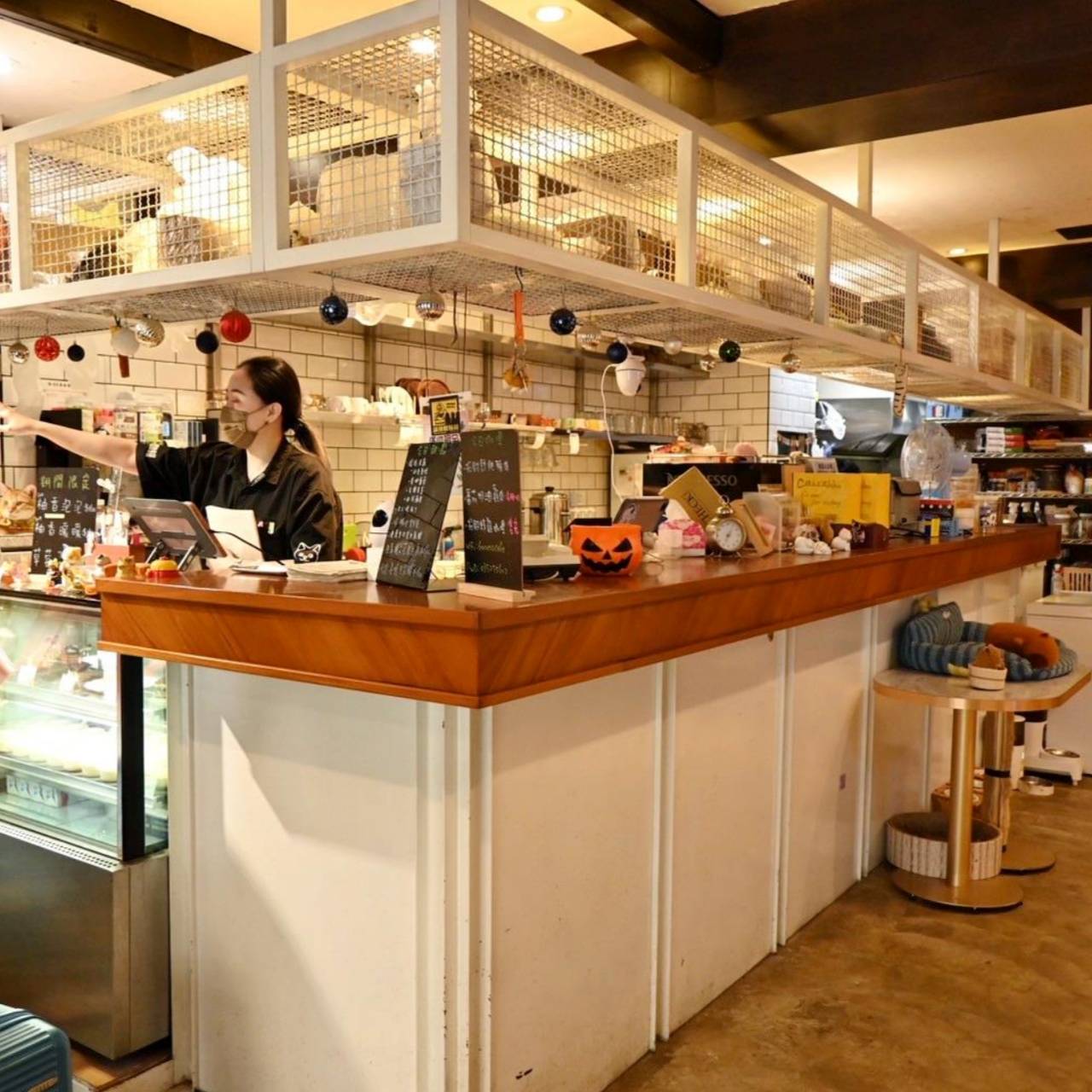 新竹咖啡廳推薦｜新竹市北區招財咖啡｜每日限量人氣餐點與手作甜點，水豚君與多隻貓咪陪伴，貓咪控必訪，甜點控一吃就愛上！