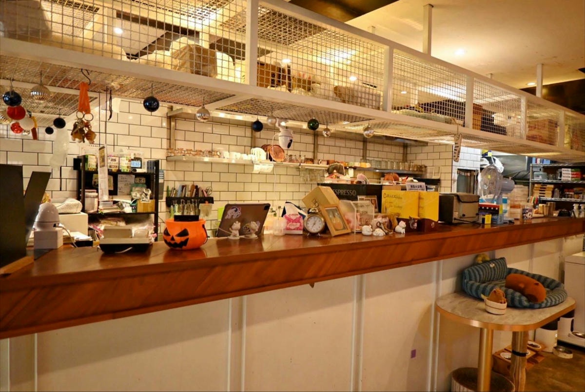 新竹咖啡廳推薦｜新竹市北區招財咖啡｜每日限量人氣餐點與手作甜點，水豚君與多隻貓咪陪伴，貓咪控必訪，甜點控一吃就愛上！