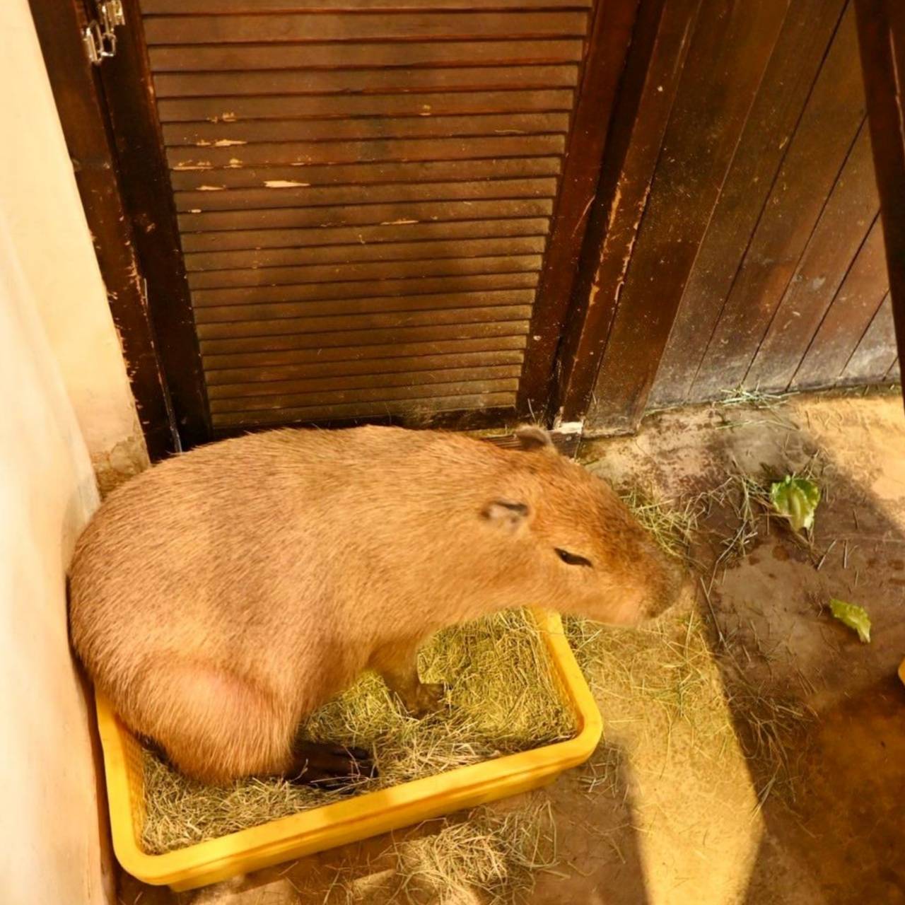 新竹咖啡廳推薦｜新竹市北區招財咖啡｜每日限量人氣餐點與手作甜點，水豚君與多隻貓咪陪伴，貓咪控必訪，甜點控一吃就愛上！