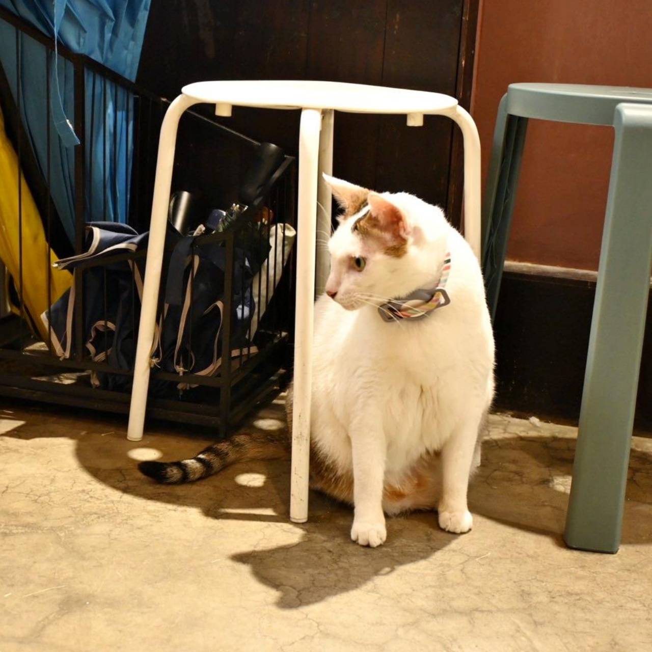 新竹咖啡廳推薦｜新竹市北區招財咖啡｜每日限量人氣餐點與手作甜點，水豚君與多隻貓咪陪伴，貓咪控必訪，甜點控一吃就愛上！