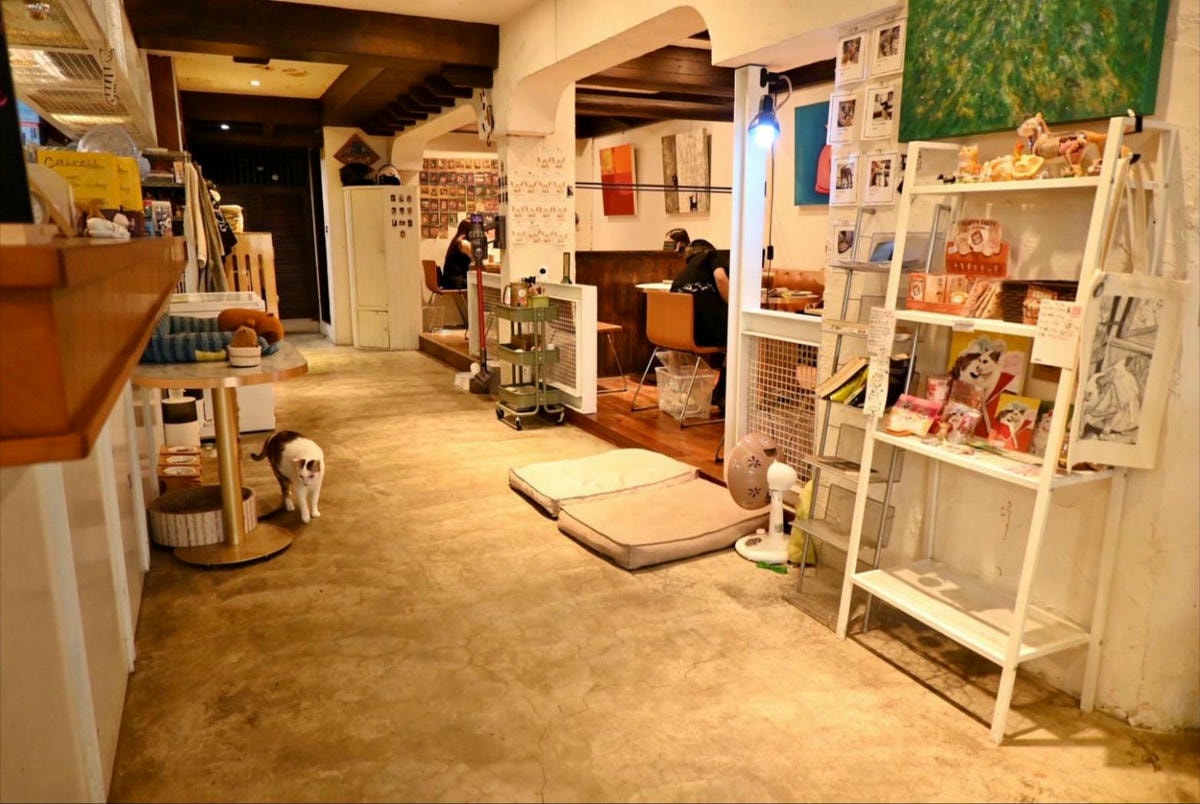 新竹咖啡廳推薦｜新竹市北區招財咖啡｜每日限量人氣餐點與手作甜點，水豚君與多隻貓咪陪伴，貓咪控必訪，甜點控一吃就愛上！