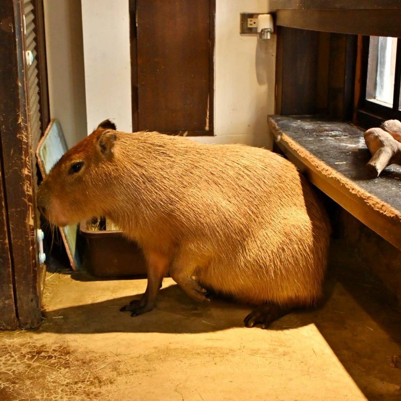 新竹咖啡廳推薦｜新竹市北區招財咖啡｜每日限量人氣餐點與手作甜點，水豚君與多隻貓咪陪伴，貓咪控必訪，甜點控一吃就愛上！