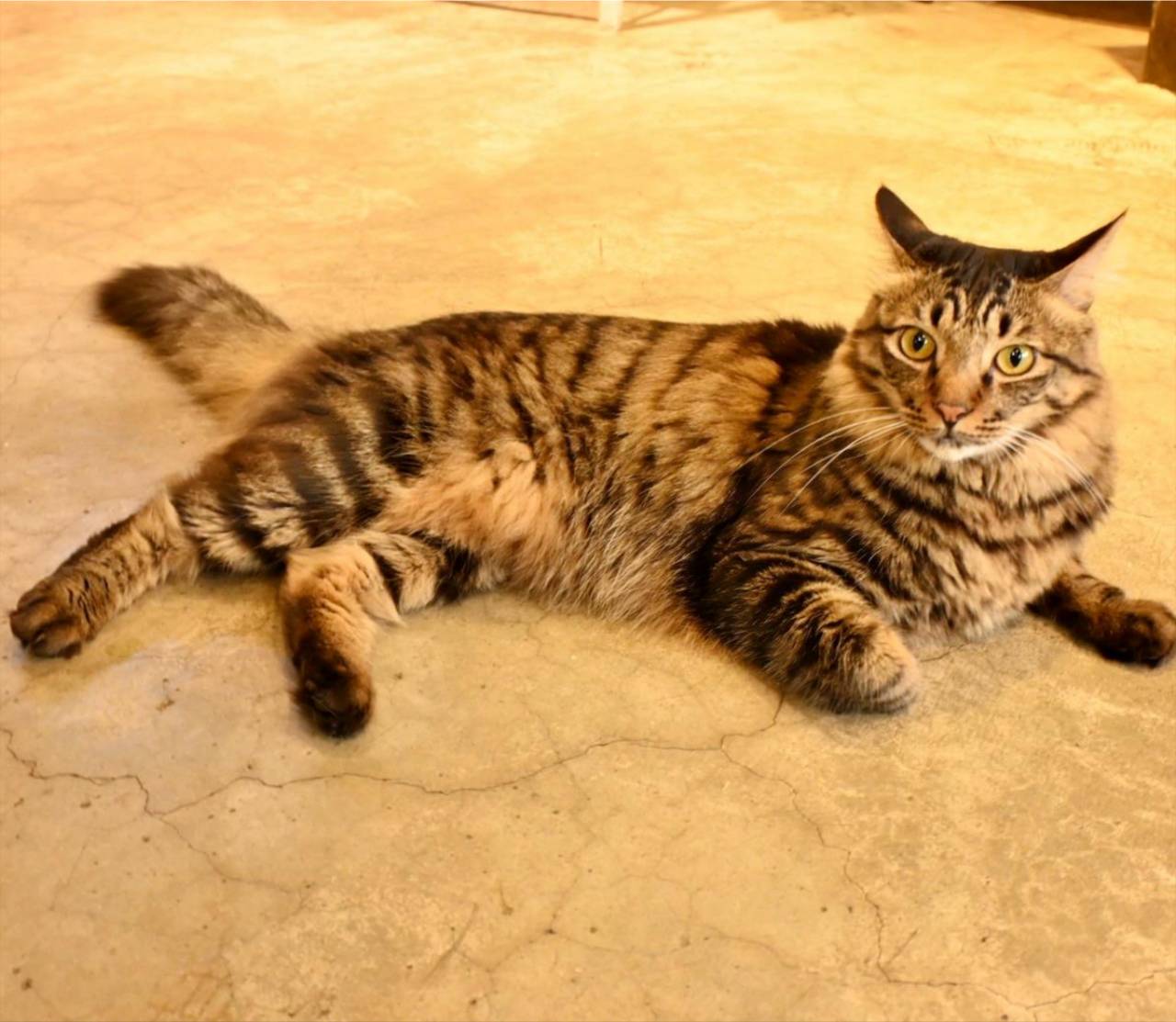 新竹咖啡廳推薦｜新竹市北區招財咖啡｜每日限量人氣餐點與手作甜點，水豚君與多隻貓咪陪伴，貓咪控必訪，甜點控一吃就愛上！