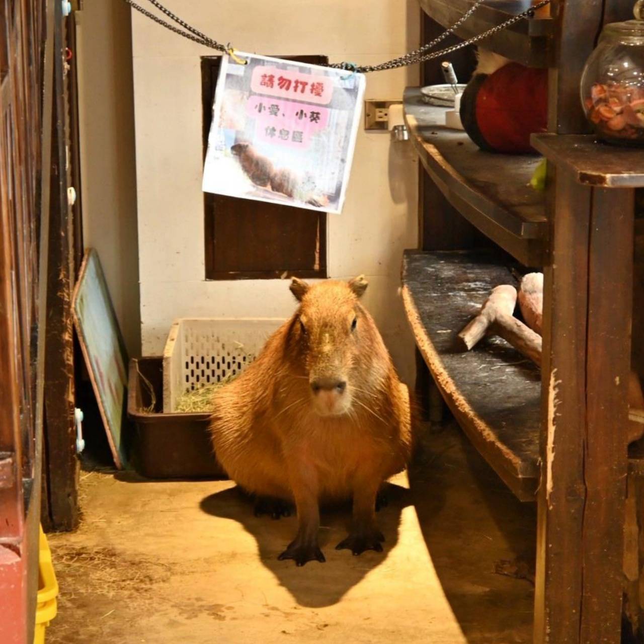新竹咖啡廳推薦｜新竹市北區招財咖啡｜每日限量人氣餐點與手作甜點，水豚君與多隻貓咪陪伴，貓咪控必訪，甜點控一吃就愛上！