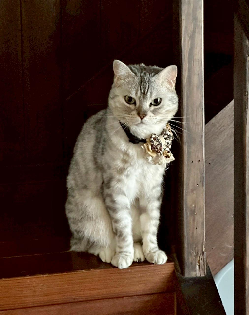 新竹咖啡廳推薦｜新竹市北區招財咖啡｜每日限量人氣餐點與手作甜點，水豚君與多隻貓咪陪伴，貓咪控必訪，甜點控一吃就愛上！