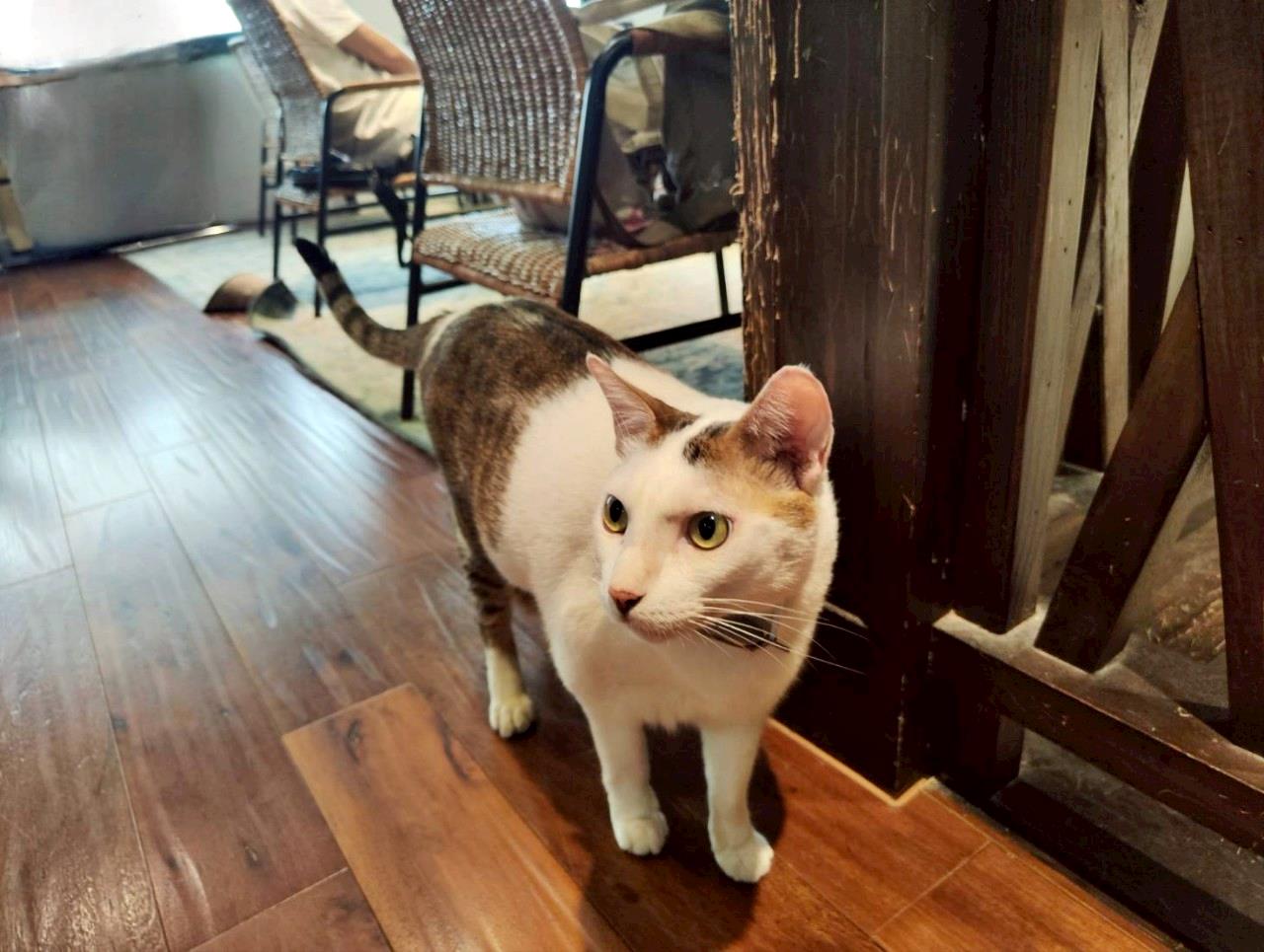 新竹咖啡廳推薦｜新竹市北區招財咖啡｜每日限量人氣餐點與手作甜點，水豚君與多隻貓咪陪伴，貓咪控必訪，甜點控一吃就愛上！