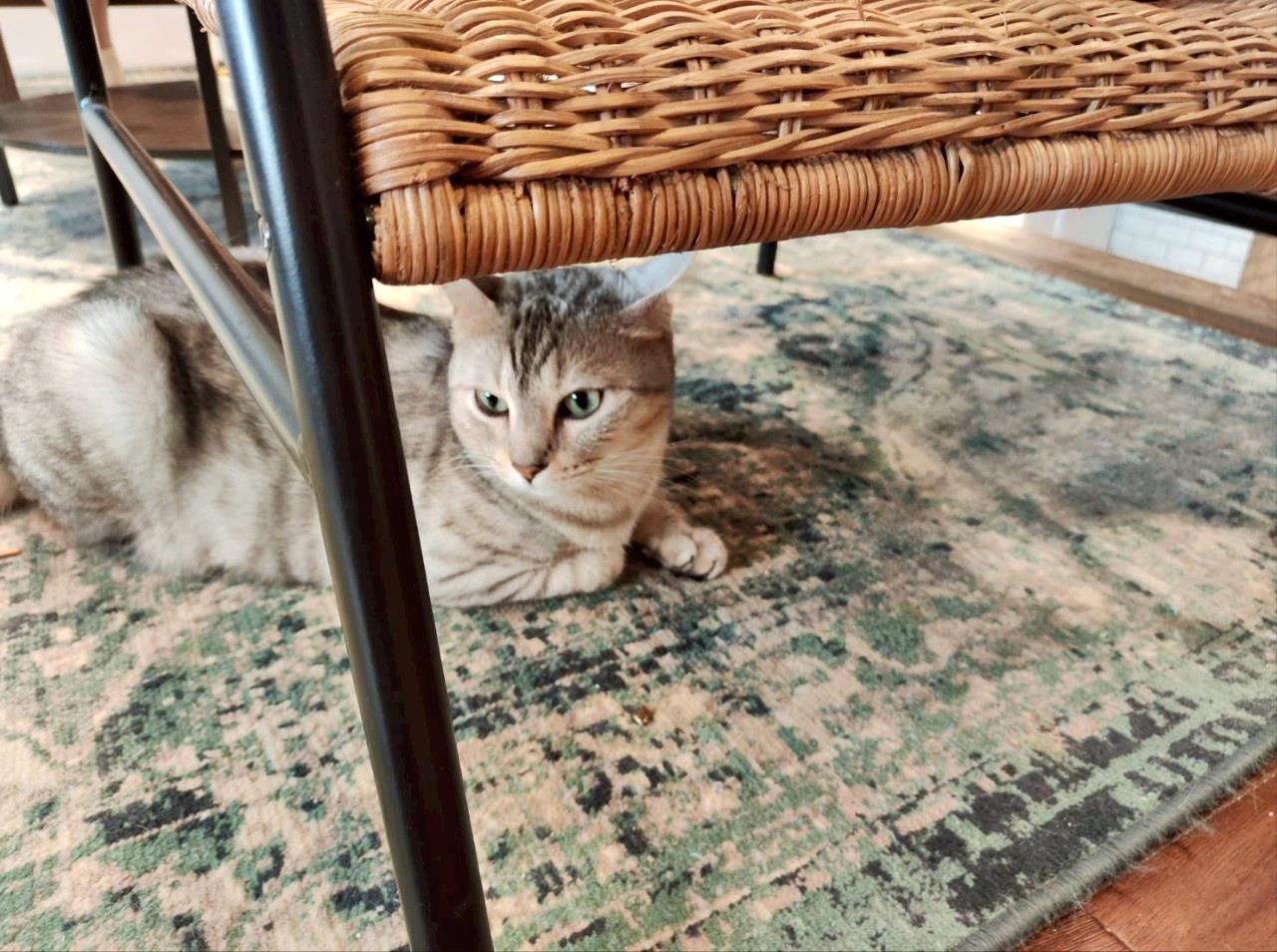 新竹咖啡廳推薦｜新竹市北區招財咖啡｜每日限量人氣餐點與手作甜點，水豚君與多隻貓咪陪伴，貓咪控必訪，甜點控一吃就愛上！