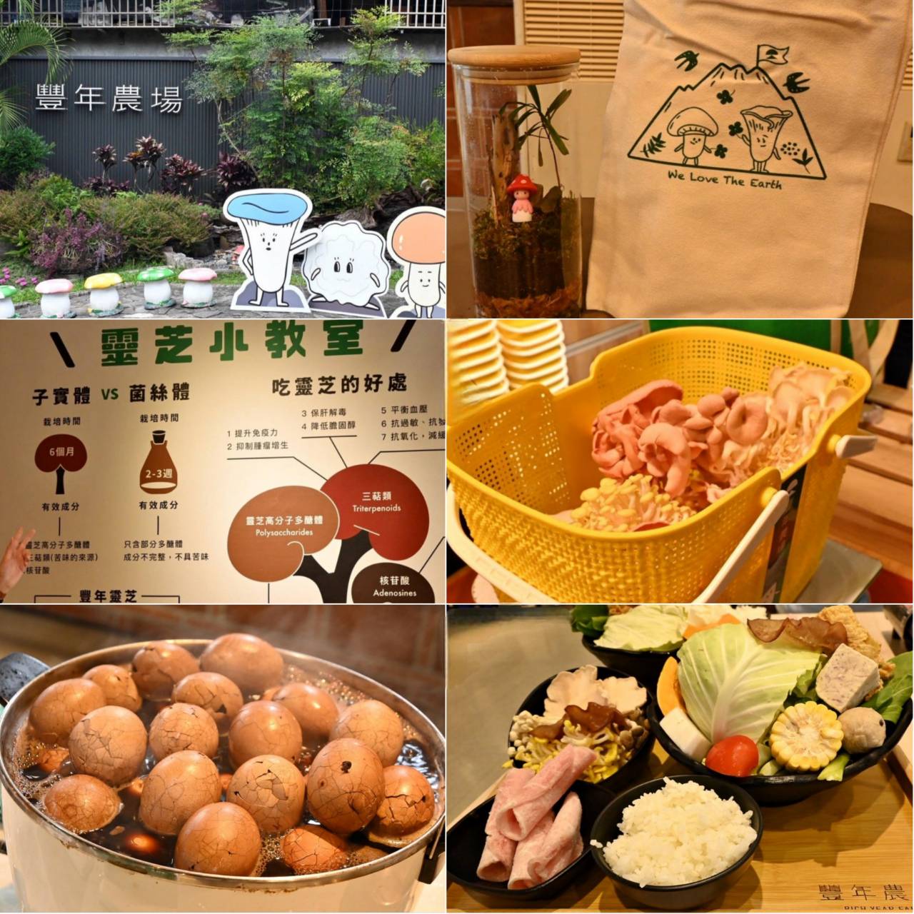 南投埔里親子旅遊｜豐年靈芝菇類生態農場｜免門票、趣味採菇樂、DIY生態瓶、鮮採菇火鍋｜交通、美食全攻略！