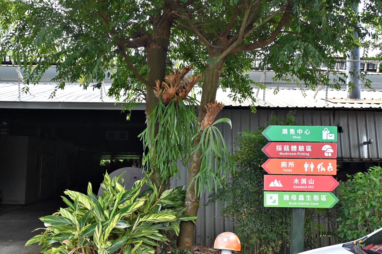 南投埔里親子旅遊｜豐年靈芝菇類生態農場｜免門票、趣味採菇樂、DIY生態瓶、鮮採菇火鍋｜交通、美食全攻略！