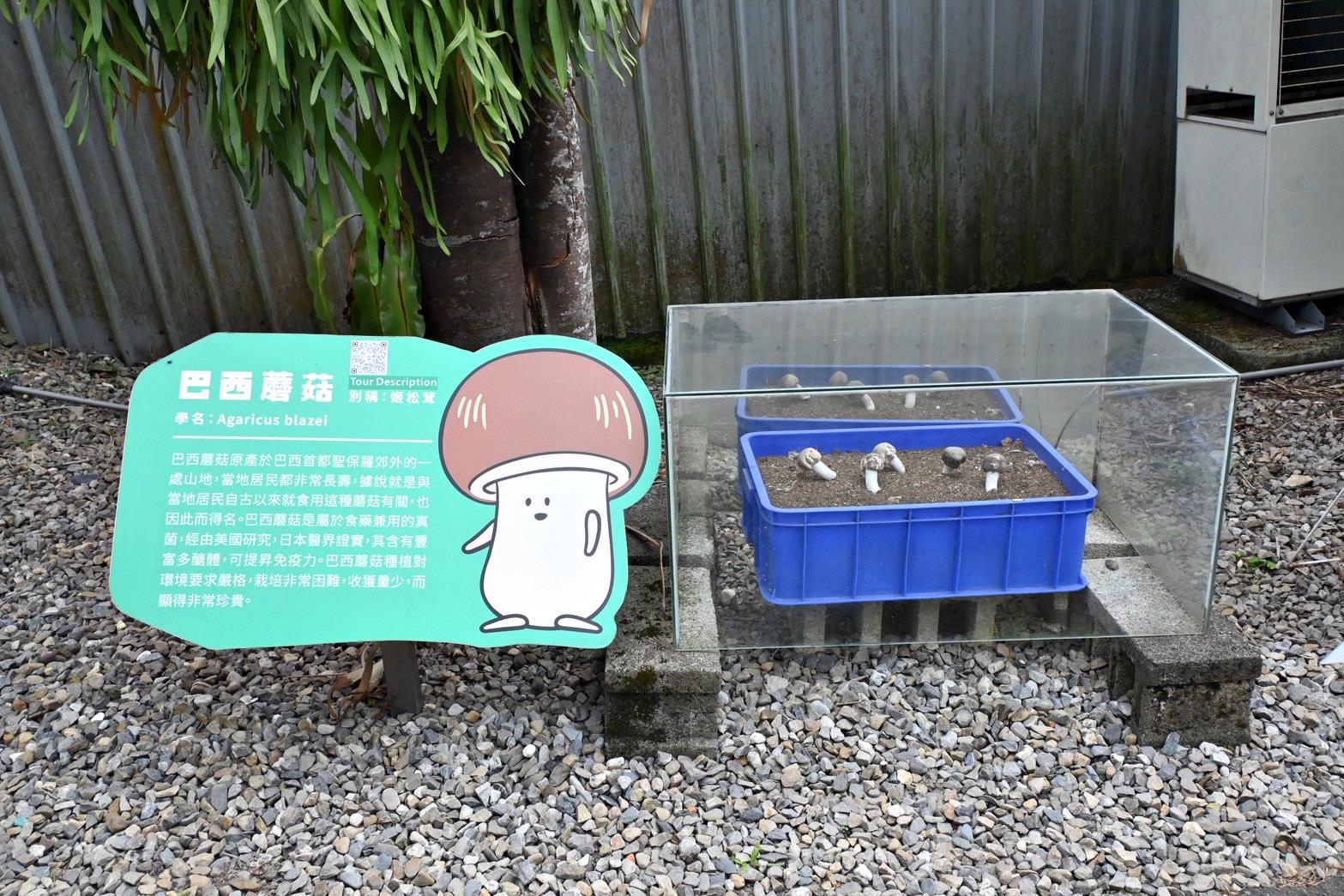 南投埔里親子旅遊｜豐年靈芝菇類生態農場｜免門票、趣味採菇樂、DIY生態瓶、鮮採菇火鍋｜交通、美食全攻略！