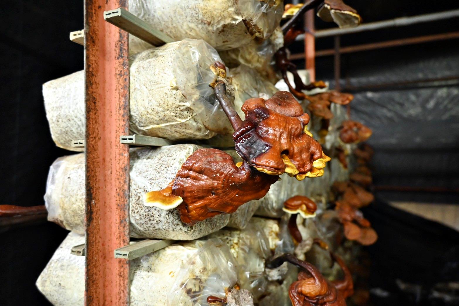 南投埔里親子旅遊｜豐年靈芝菇類生態農場｜免門票、趣味採菇樂、DIY生態瓶、鮮採菇火鍋｜交通、美食全攻略！