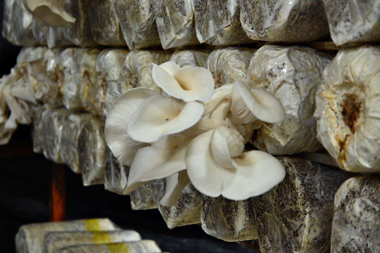 南投埔里親子旅遊｜豐年靈芝菇類生態農場｜免門票、趣味採菇樂、DIY生態瓶、鮮採菇火鍋｜交通、美食全攻略！