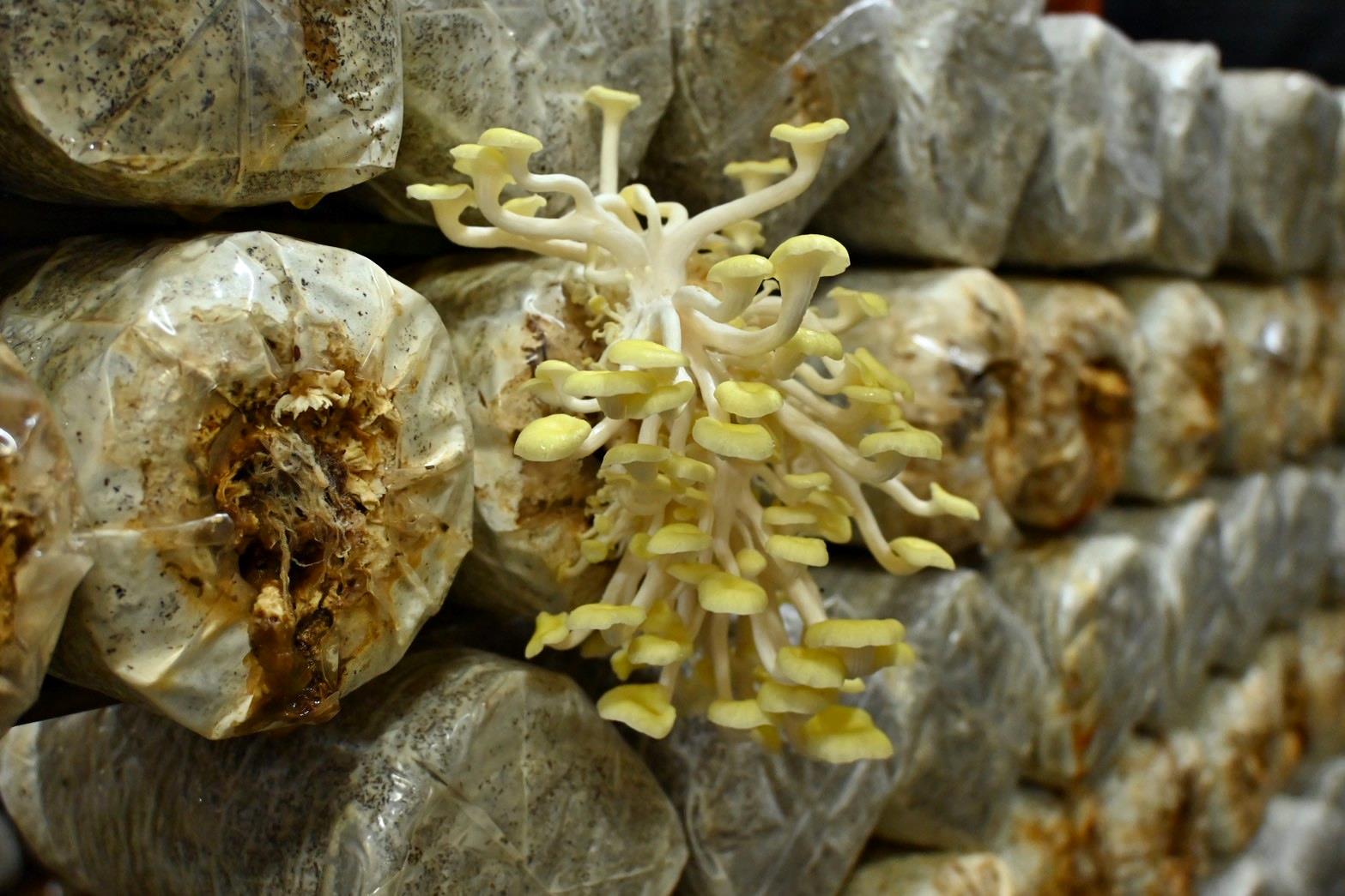 南投埔里親子旅遊｜豐年靈芝菇類生態農場｜免門票、趣味採菇樂、DIY生態瓶、鮮採菇火鍋｜交通、美食全攻略！