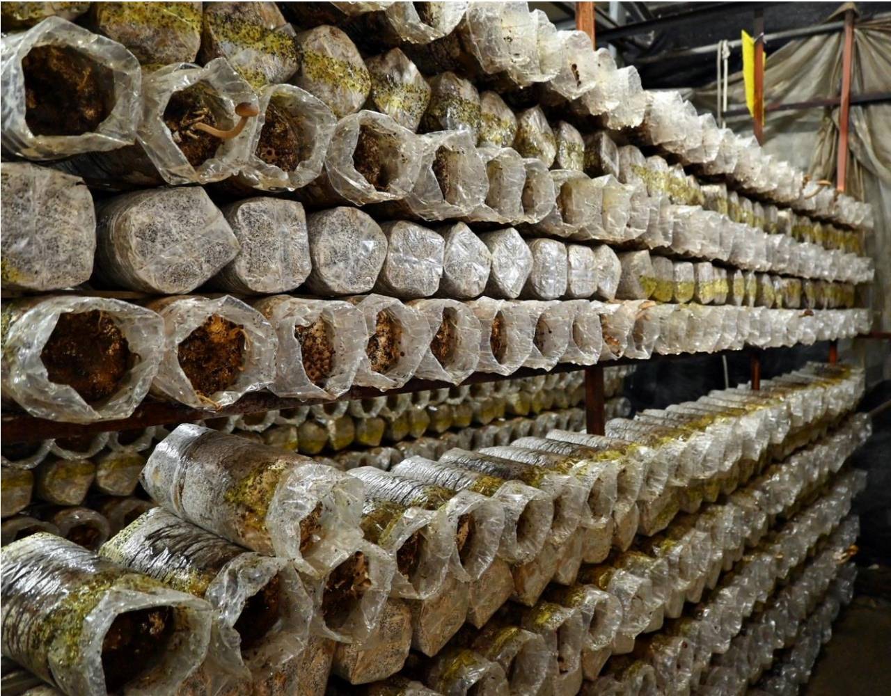 南投埔里親子旅遊｜豐年靈芝菇類生態農場｜免門票、趣味採菇樂、DIY生態瓶、鮮採菇火鍋｜交通、美食全攻略！