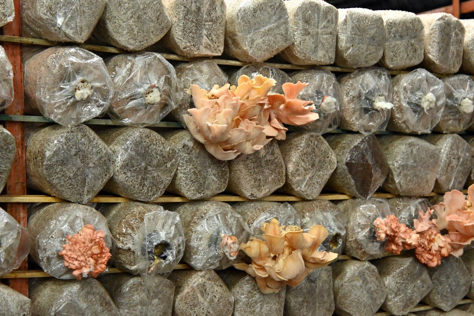 南投埔里親子旅遊｜豐年靈芝菇類生態農場｜免門票、趣味採菇樂、DIY生態瓶、鮮採菇火鍋｜交通、美食全攻略！