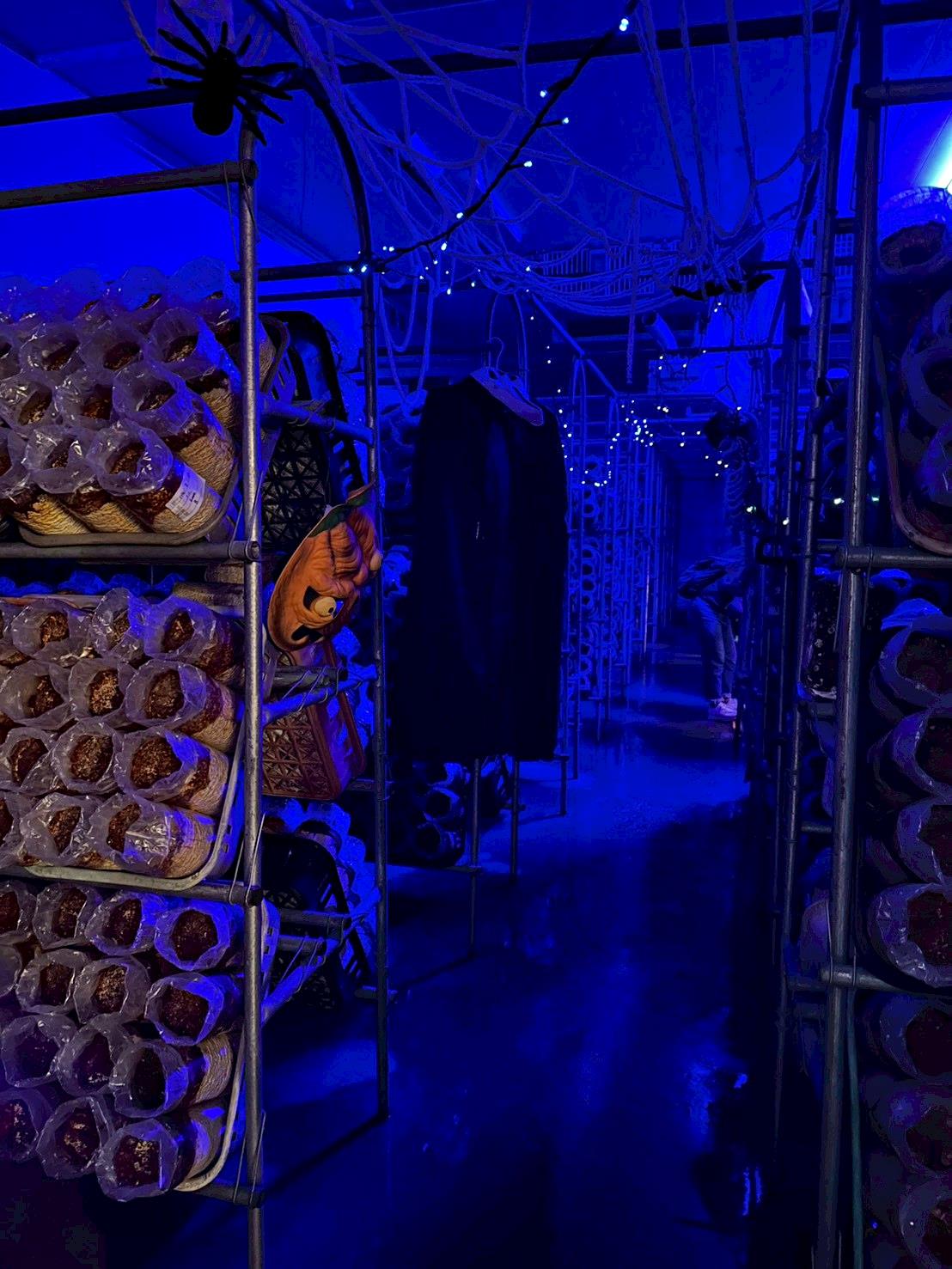 南投埔里親子旅遊|豐年靈芝菇類生態農場|免門票、趣味採菇樂、DIY生態瓶、鮮採菇火鍋|交通、美食全攻略! - 第30張圖