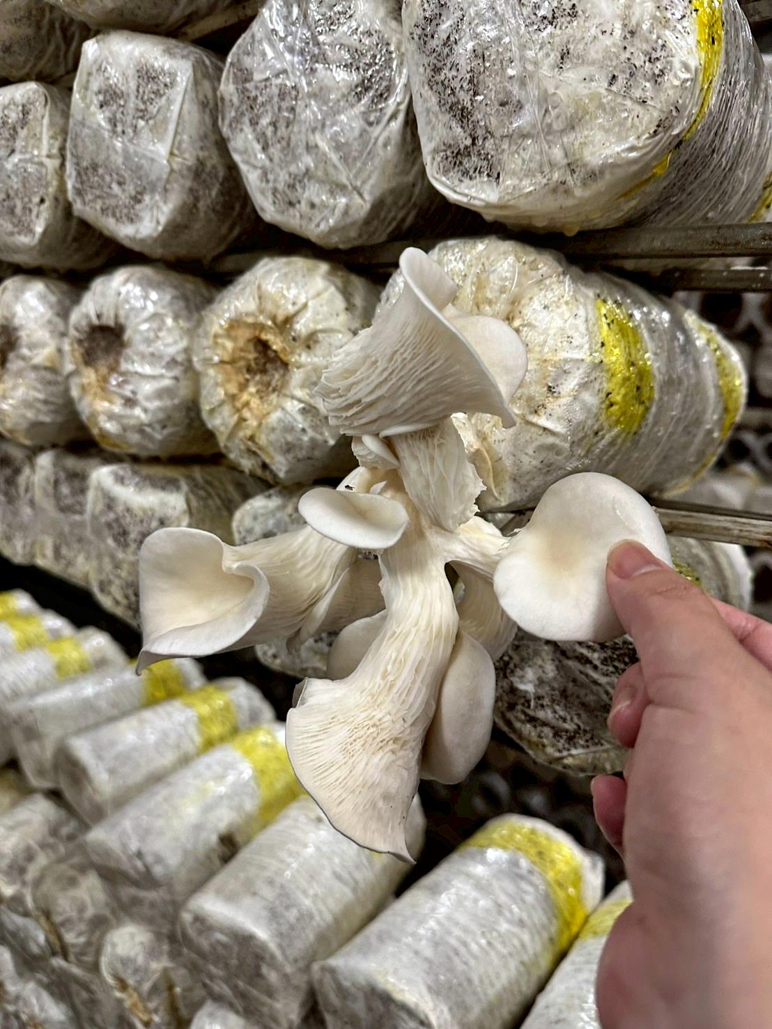 南投埔里親子旅遊|豐年靈芝菇類生態農場|免門票、趣味採菇樂、DIY生態瓶、鮮採菇火鍋|交通、美食全攻略! - 第52張圖