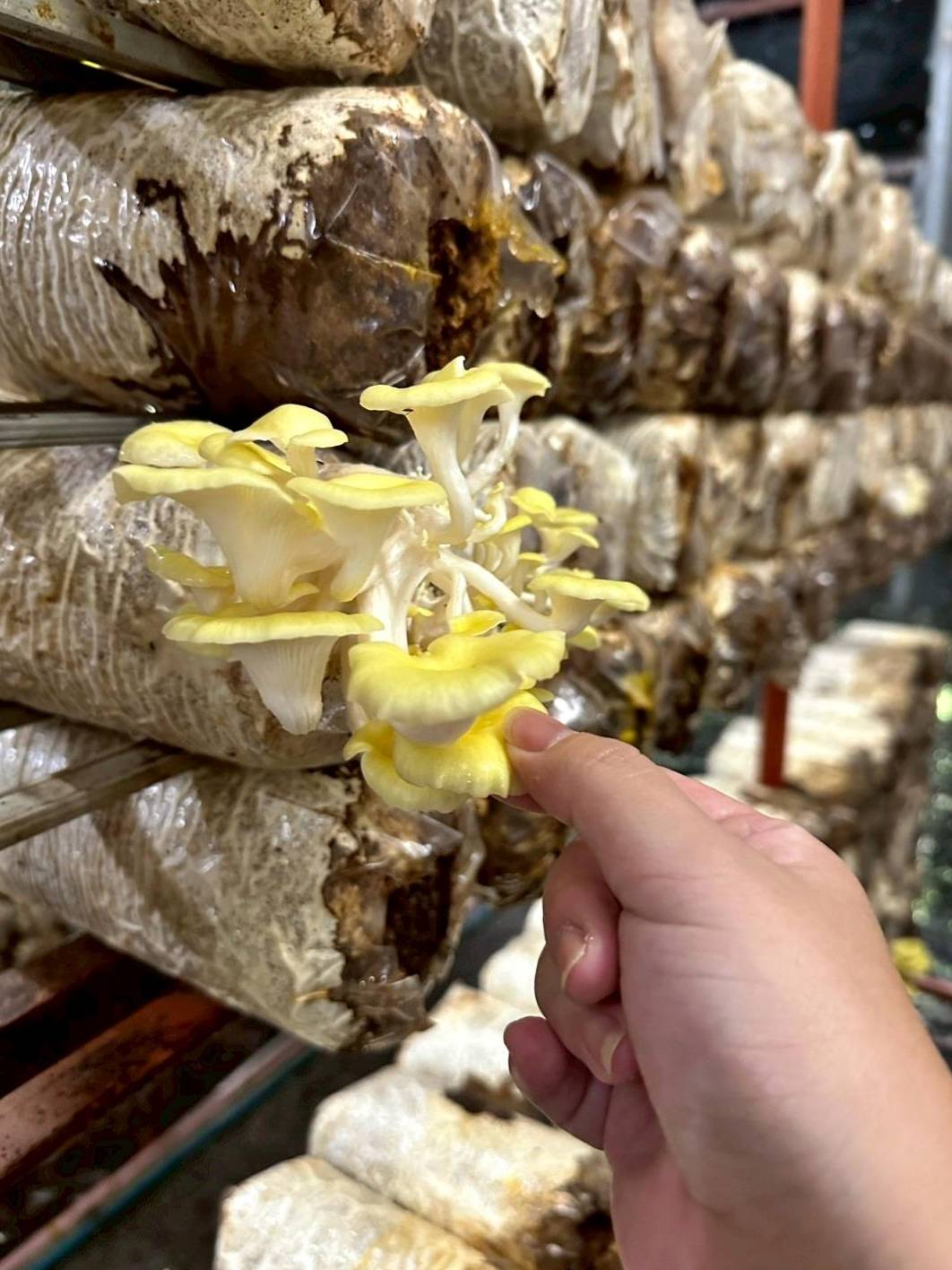 南投埔里親子旅遊|豐年靈芝菇類生態農場|免門票、趣味採菇樂、DIY生態瓶、鮮採菇火鍋|交通、美食全攻略! - 第53張圖